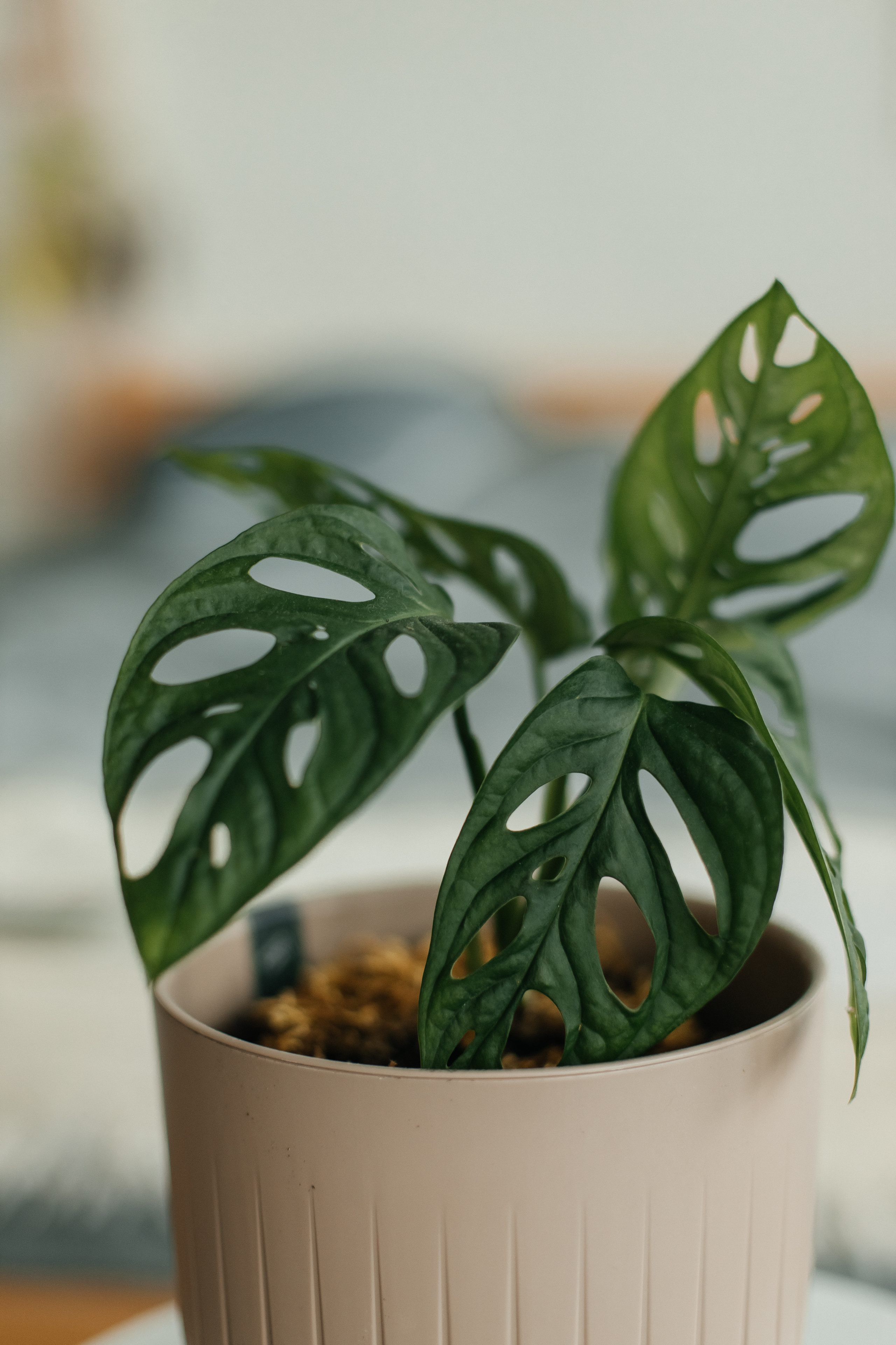 Настя. Фотограф Таганрог Любимая Надя