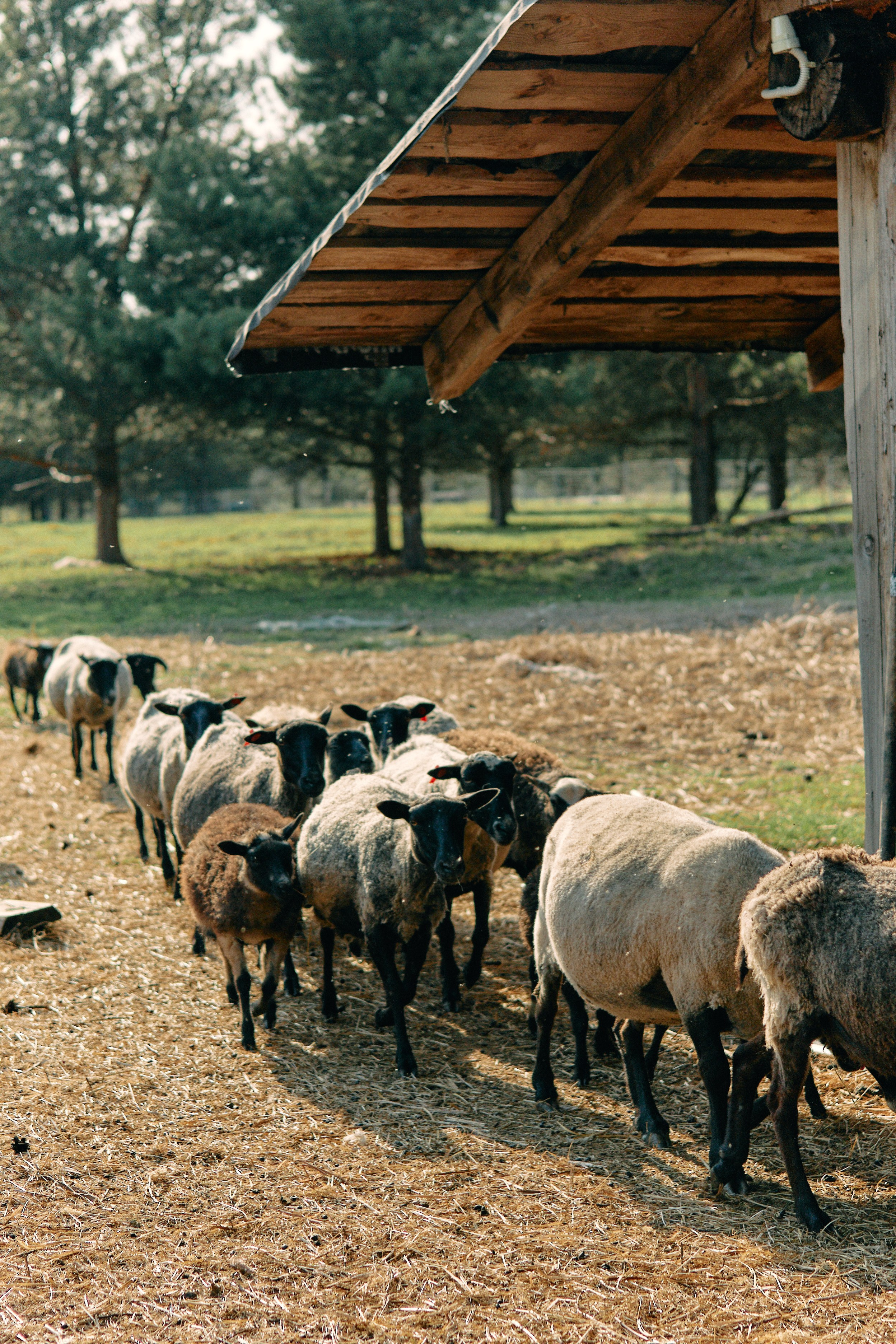 Бутик-отель Поле летом. Профессиональный Фотограф во Владимире, в Москве и в Суздале — Полина Романычева
