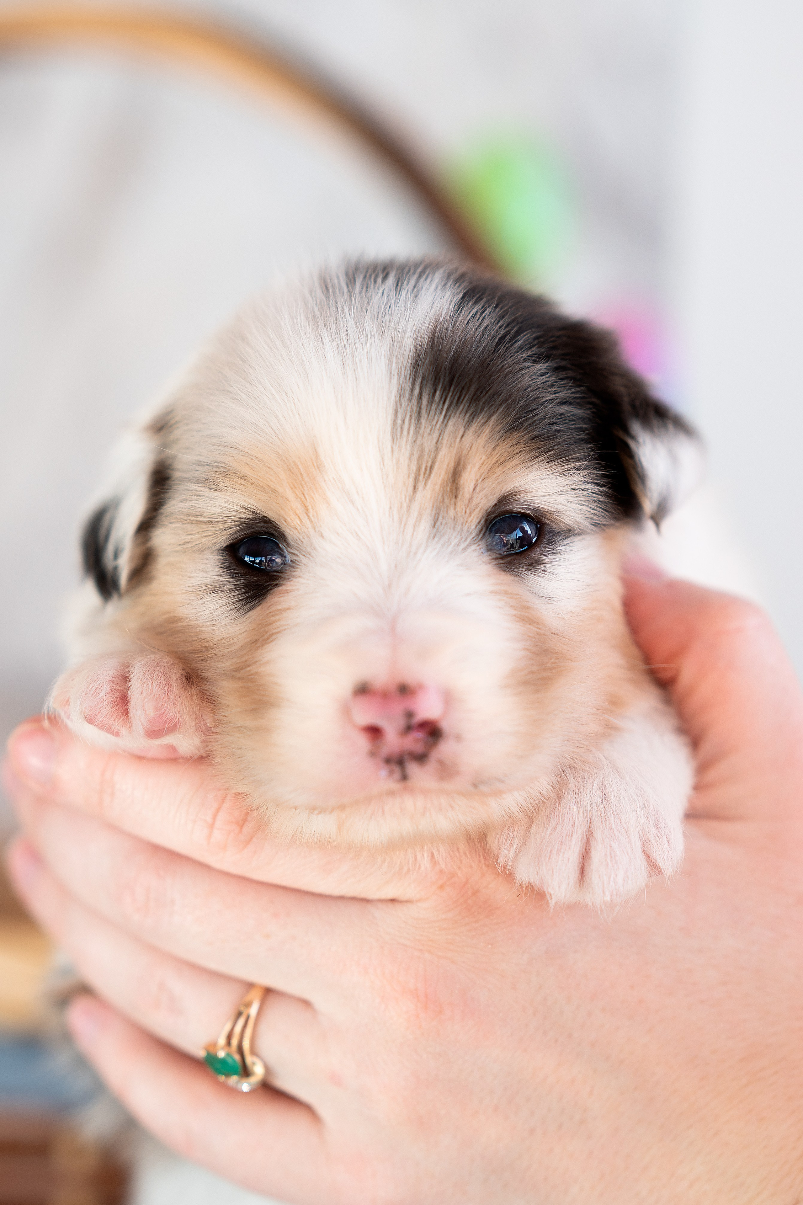 Заводчик Влада Эльман. Творческий фотограф Вологда
