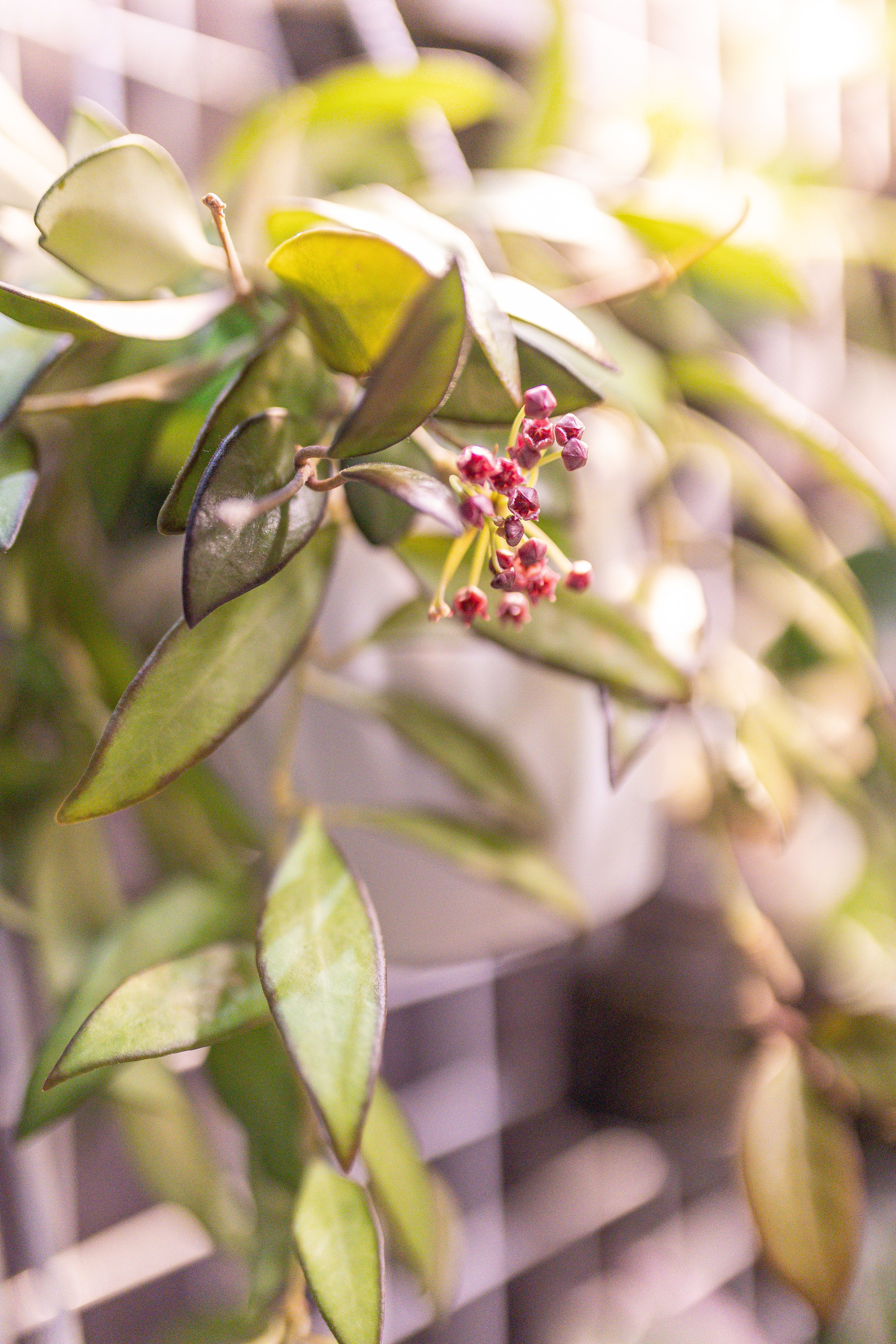 Орхидиум май 2025. Александра Куликова фотограф, Москва