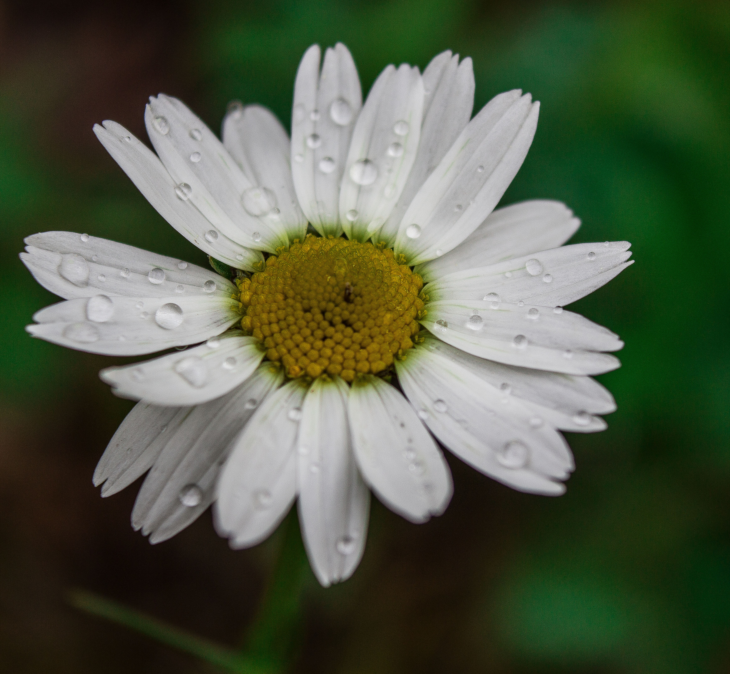 Природное. Обо всём