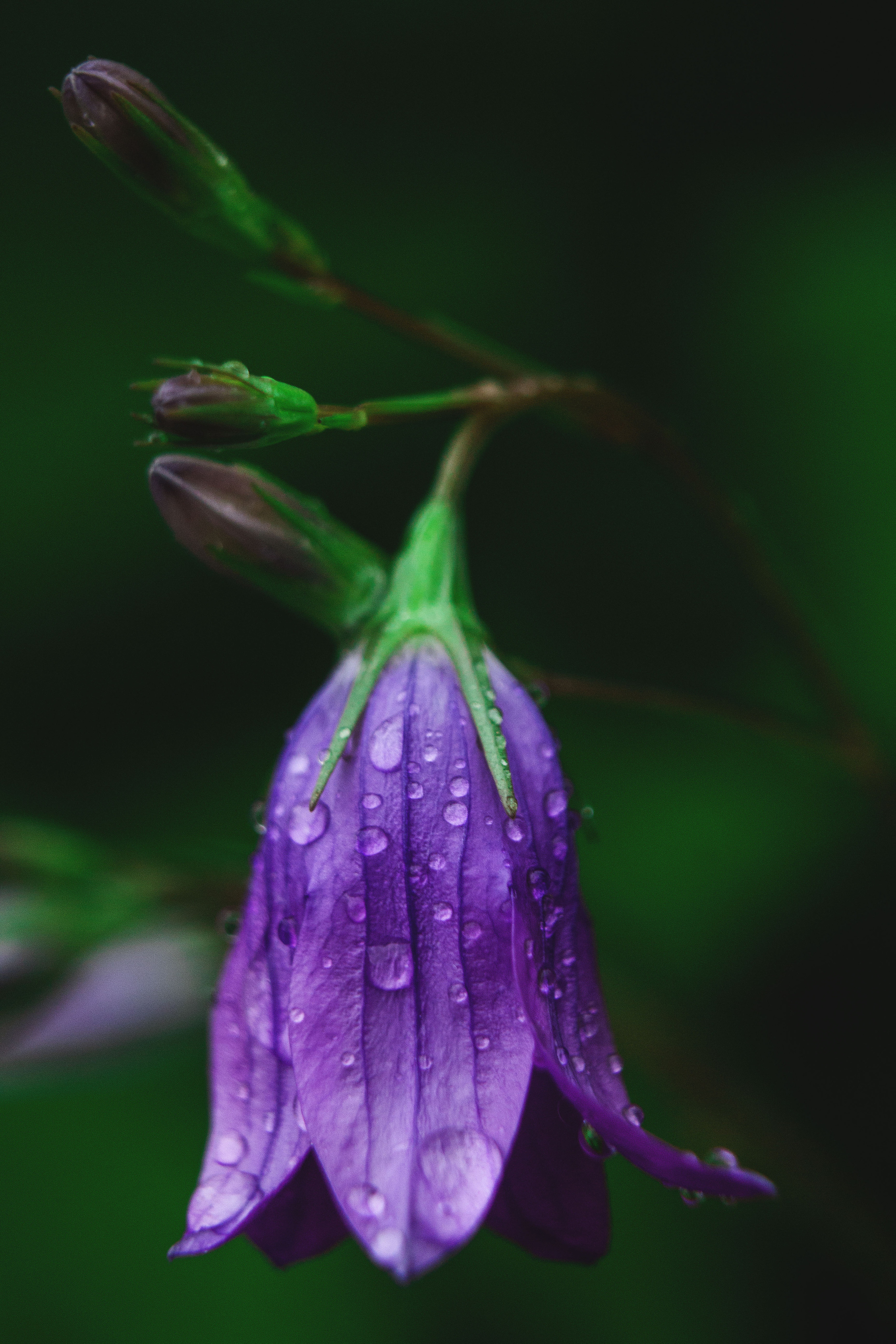 Природное. Обо всём