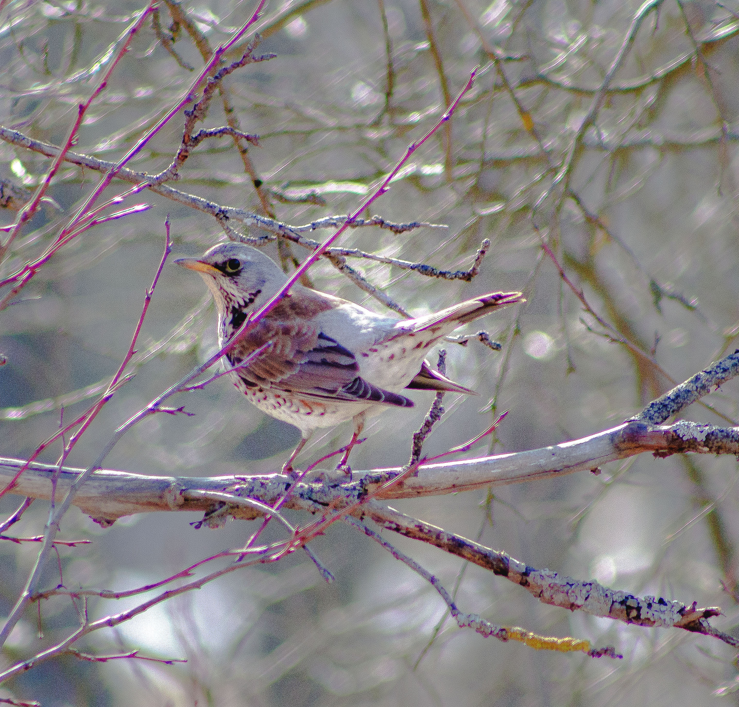 Животные. Обо всём