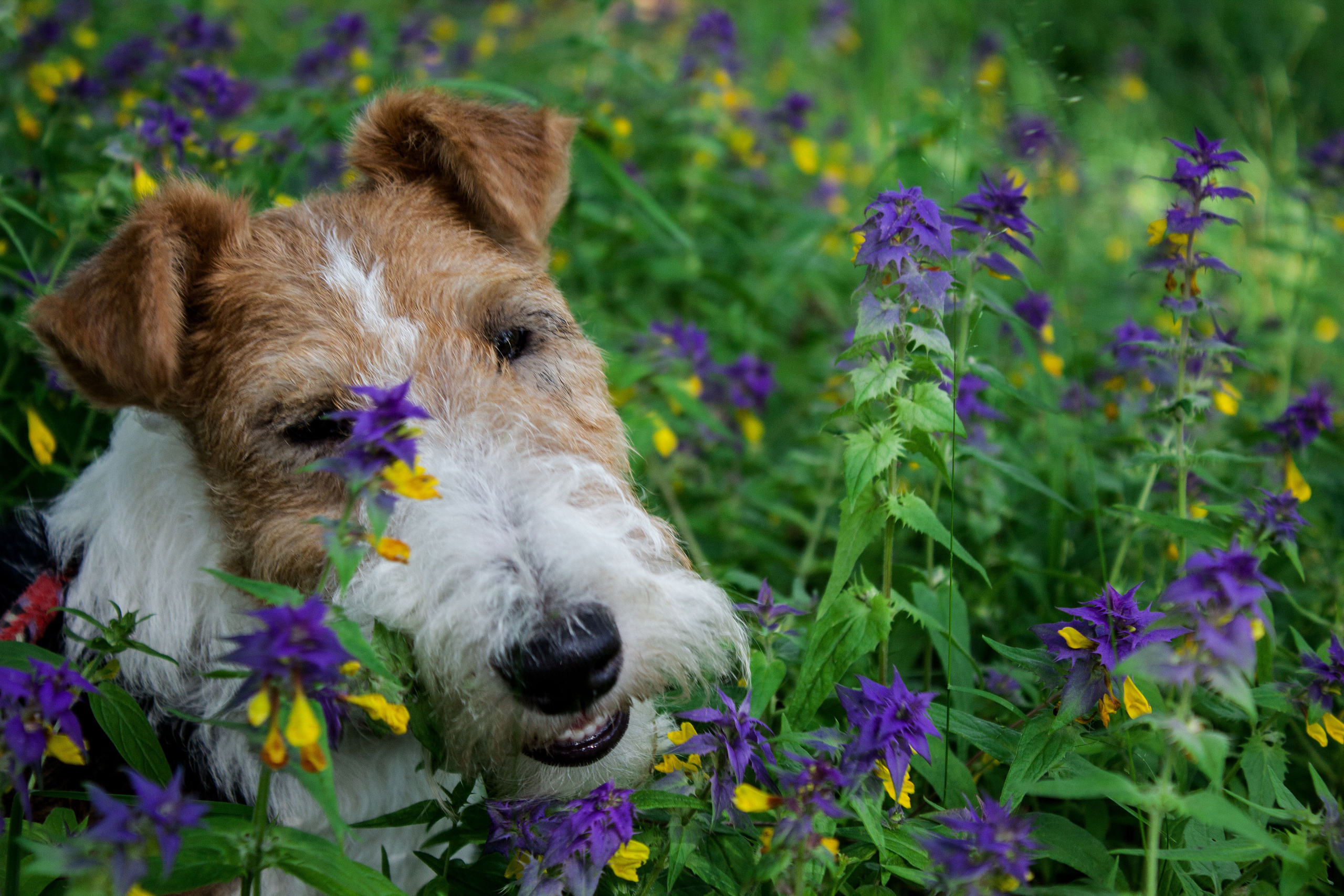 Животные. Обо всём