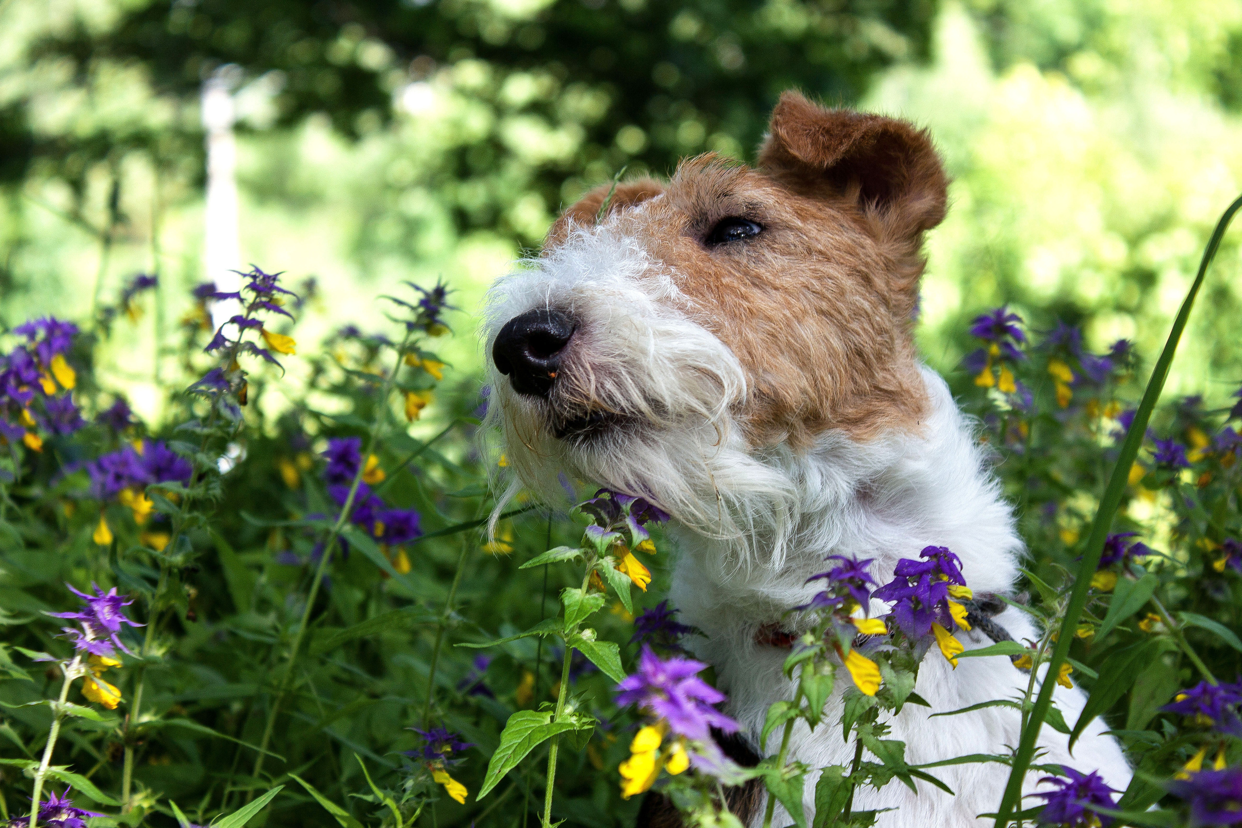 Животные. Обо всём