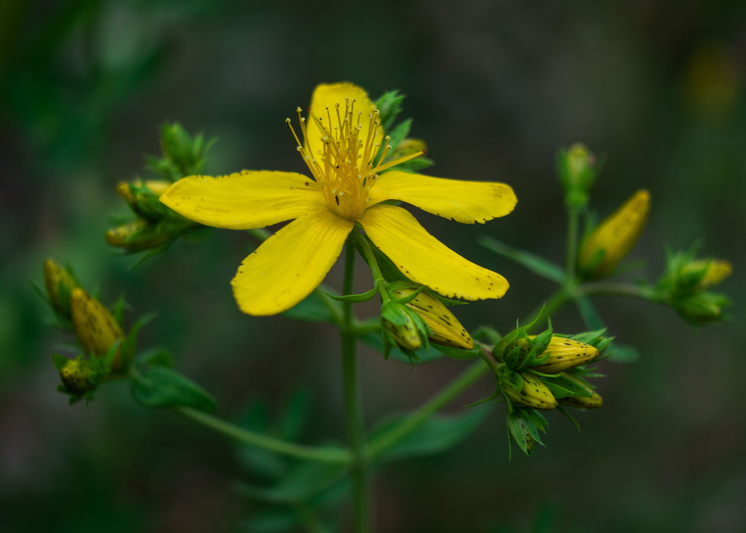 Природное. Обо всём