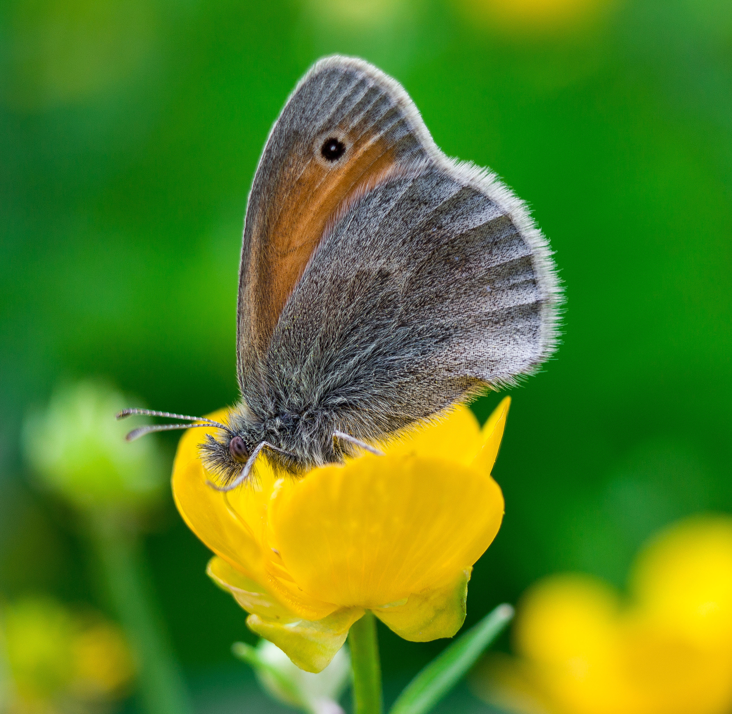 Макро. Обо всём