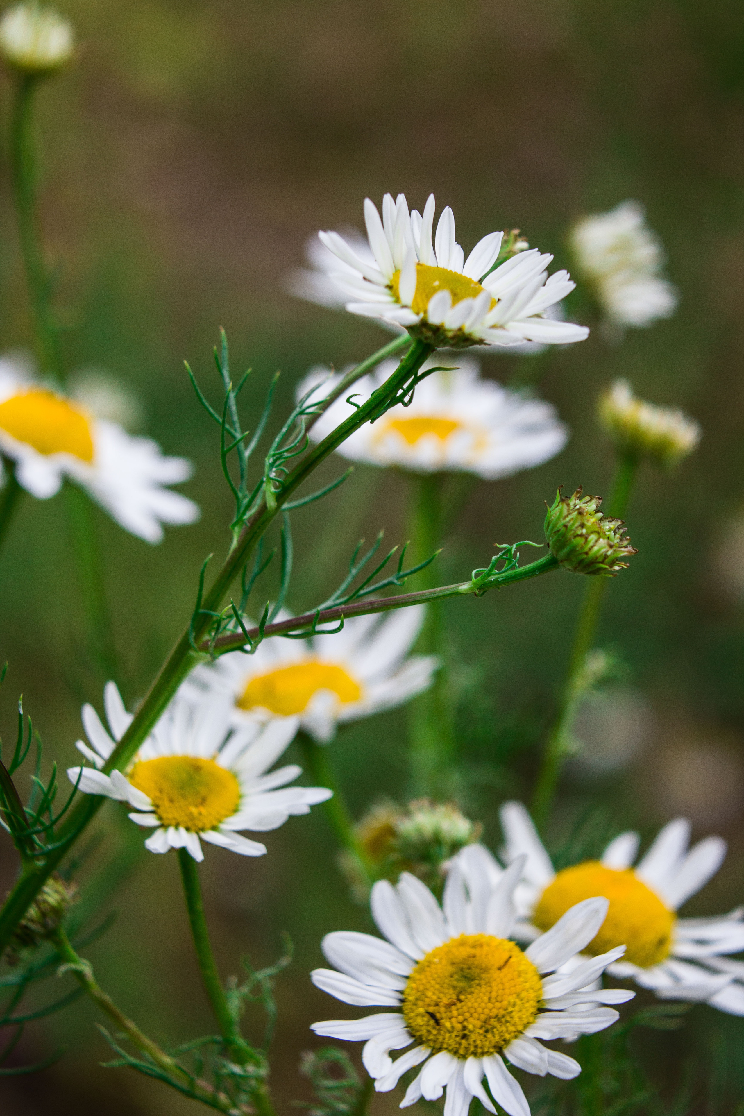 Природное. Обо всём