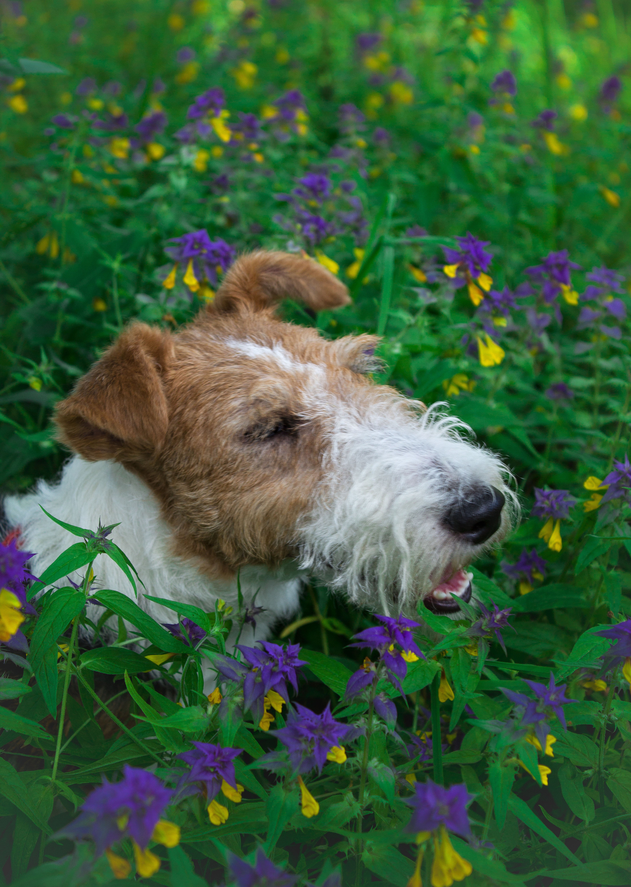 Животные. Обо всём