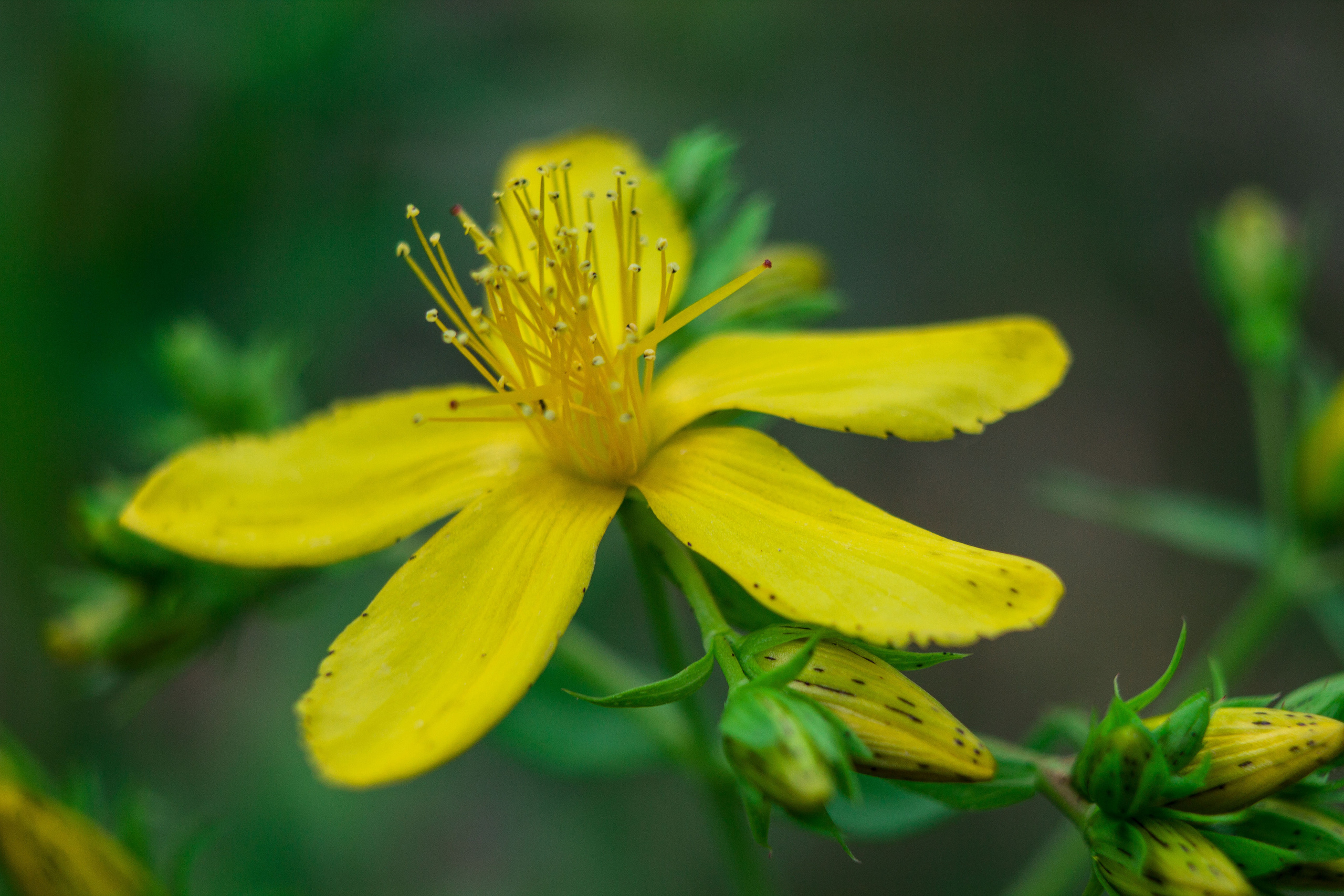 Природное. Обо всём