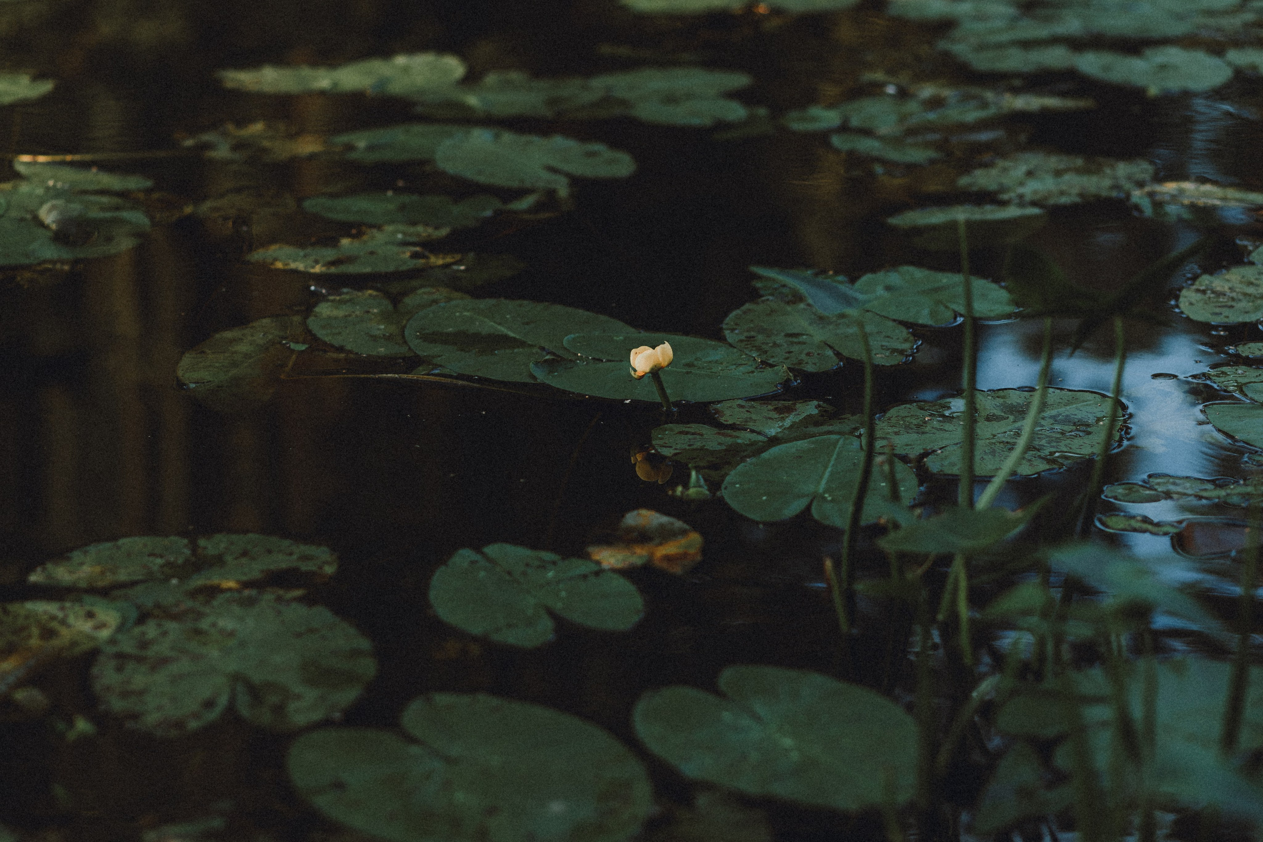 Маша и Джерри