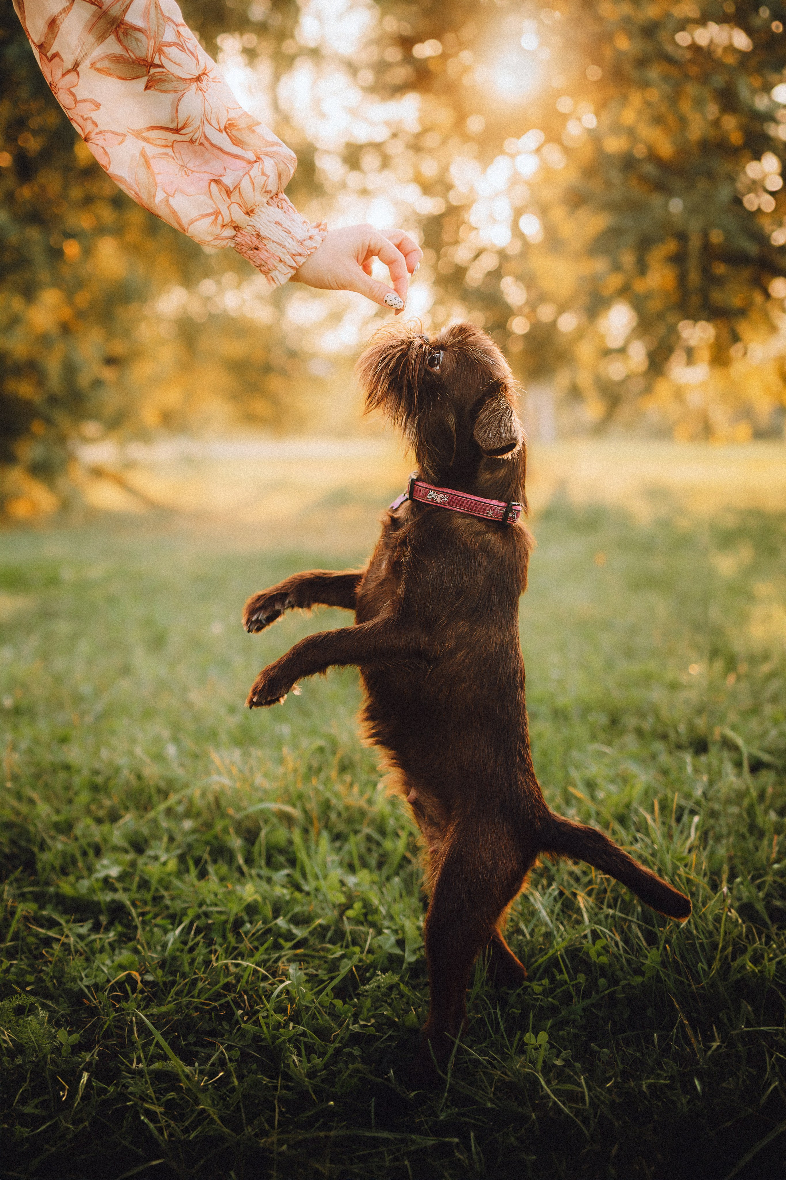 Гречка, Кари и щенки