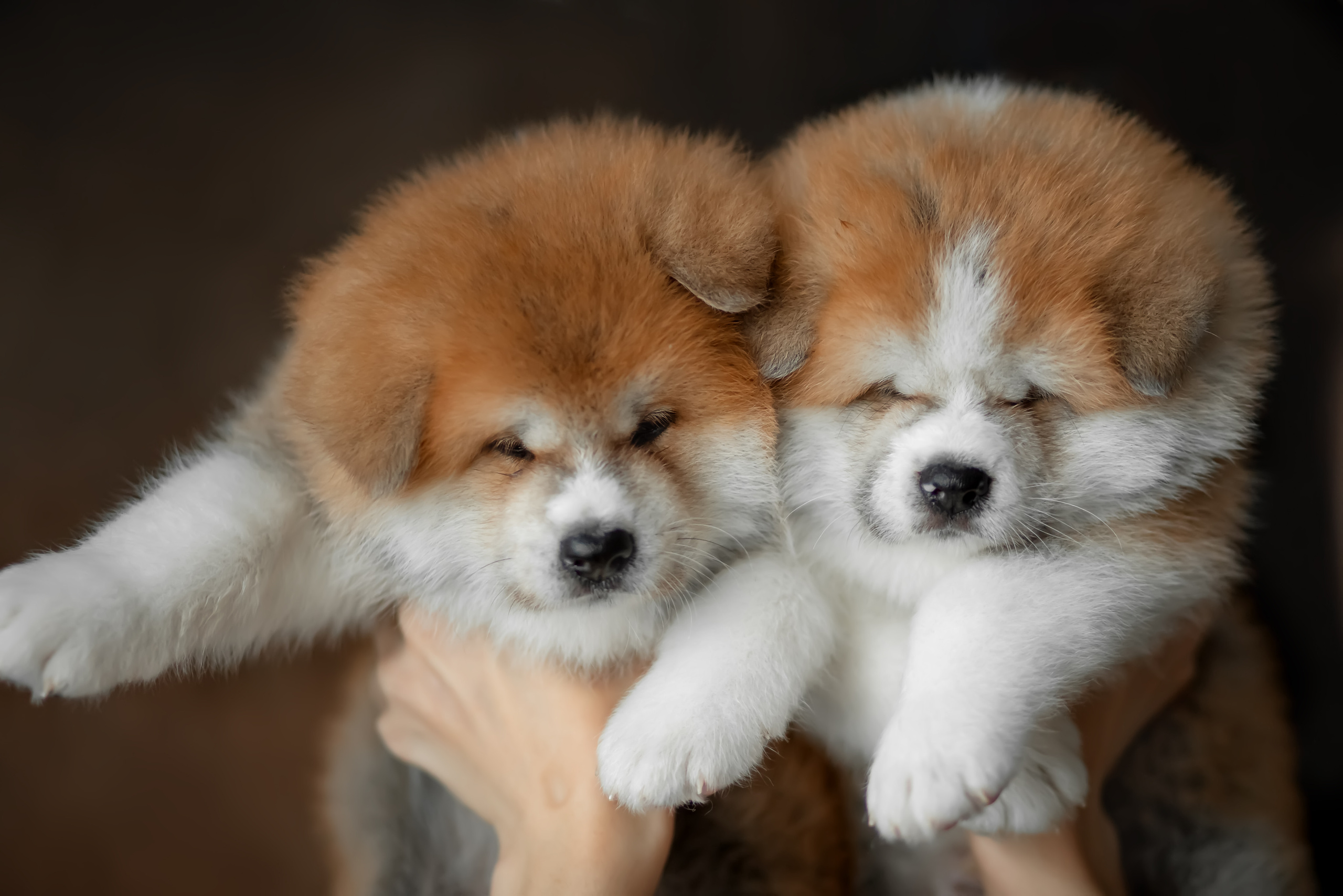 Предыдущие пометы. Алена Попова — фотограф в Хабаровске