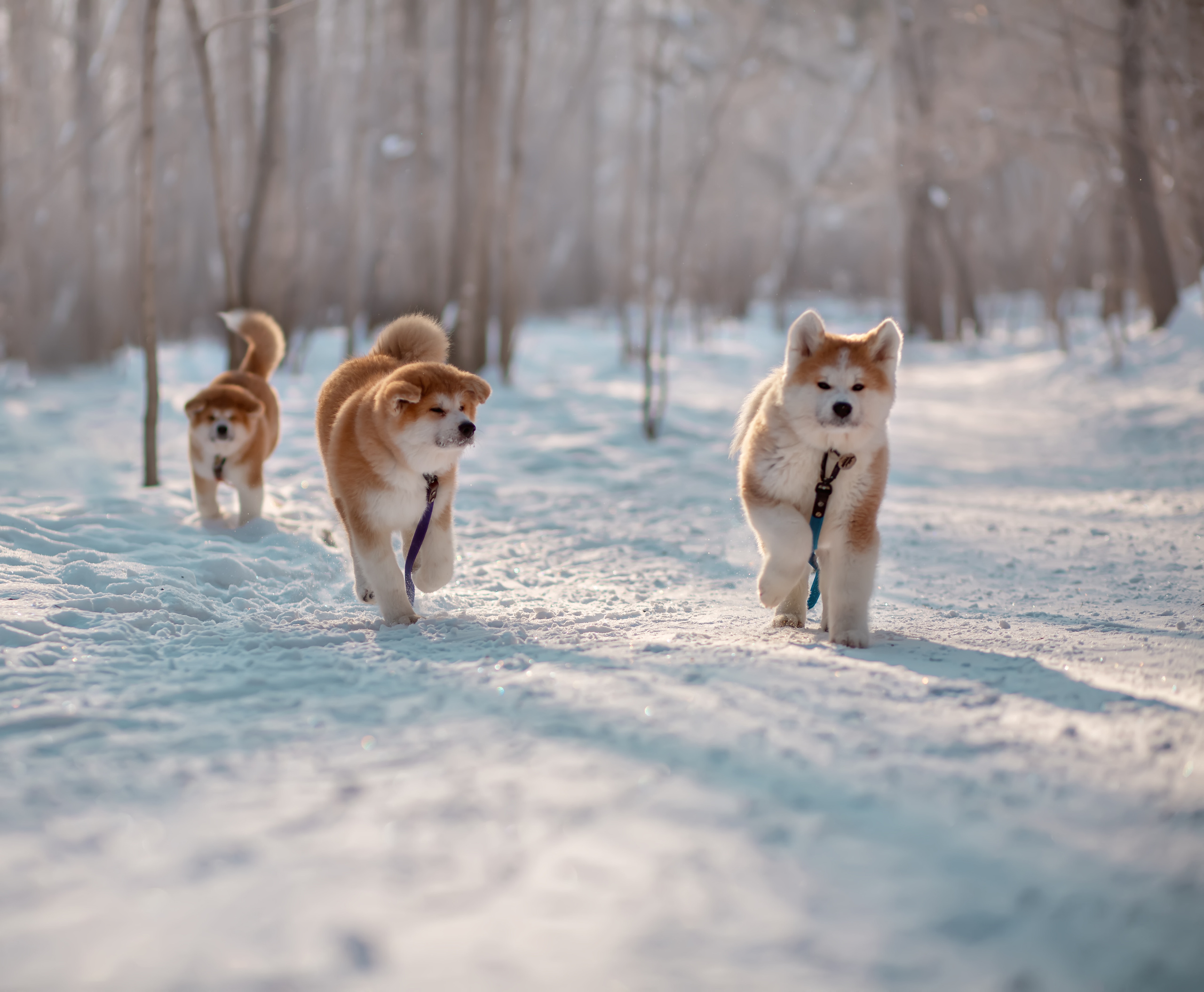 Предыдущие пометы. Алена Попова — фотограф в Хабаровске