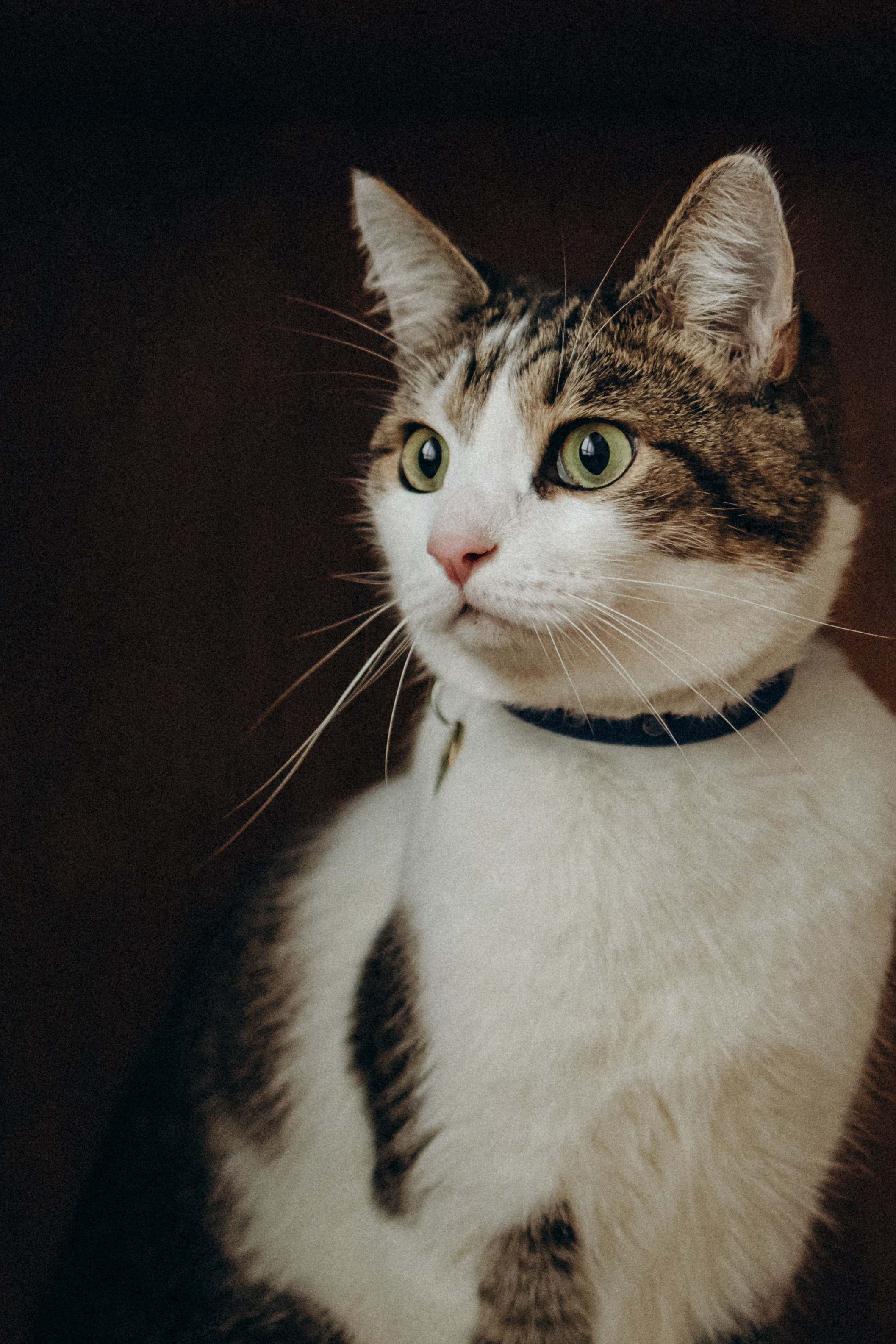 Ксюша и Яша. Фотораф — анималист Мария Шистка