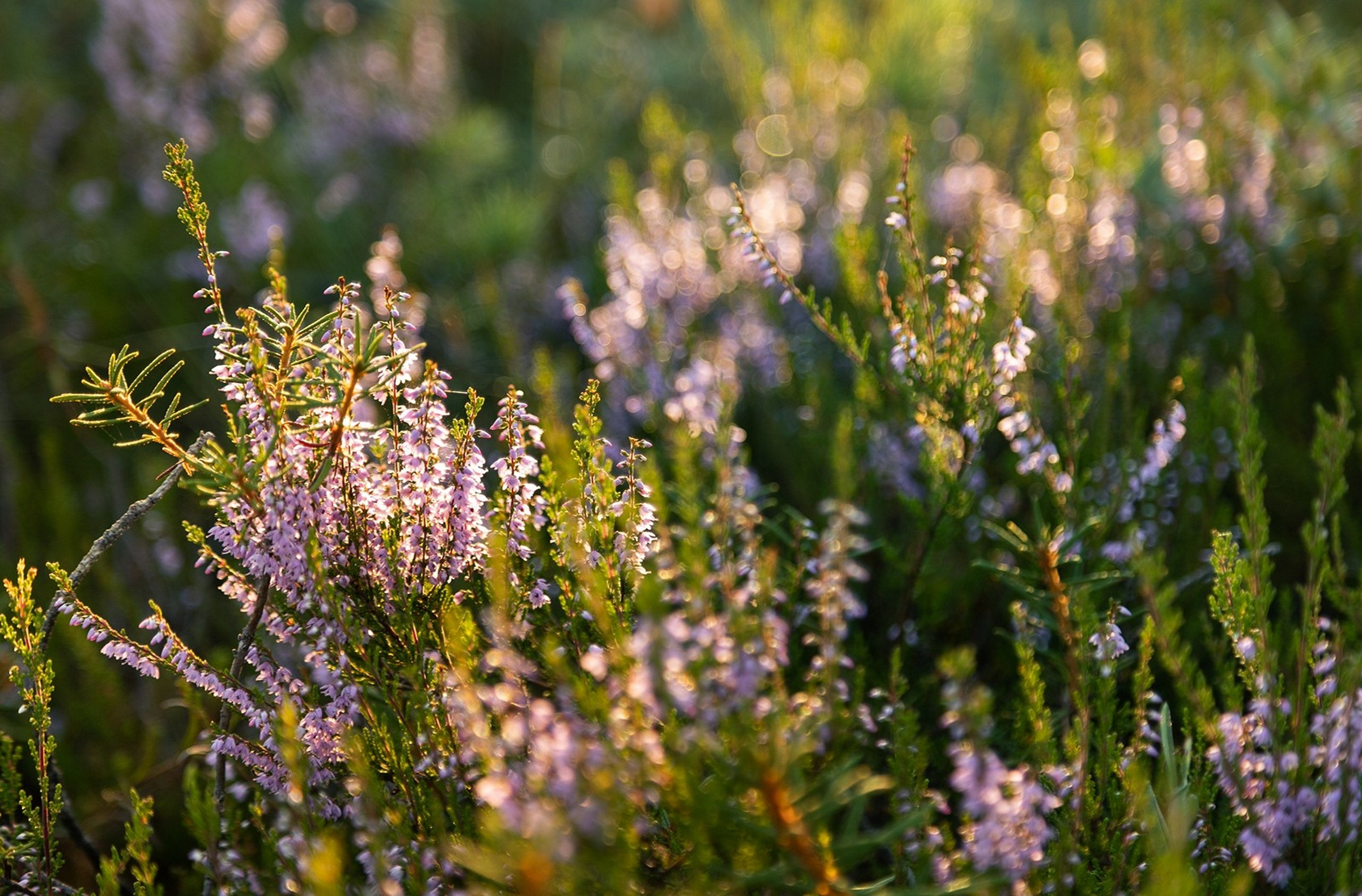 Карельский Перешеек. Фотограф Владимир Медведев