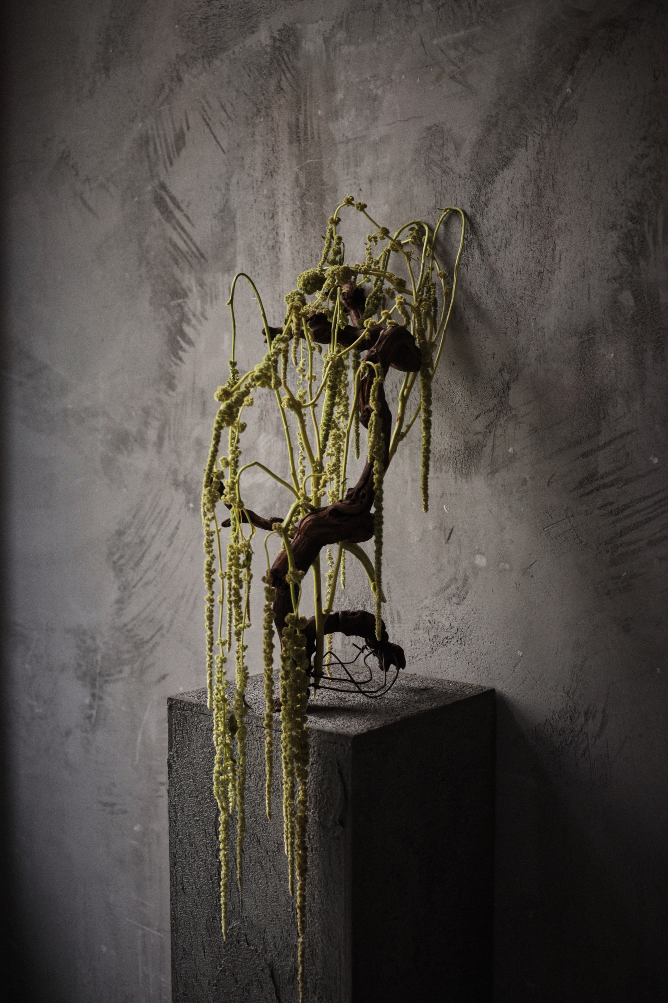 Flowers. Виктория Калугина — фотограф и видеомейкер в Москве