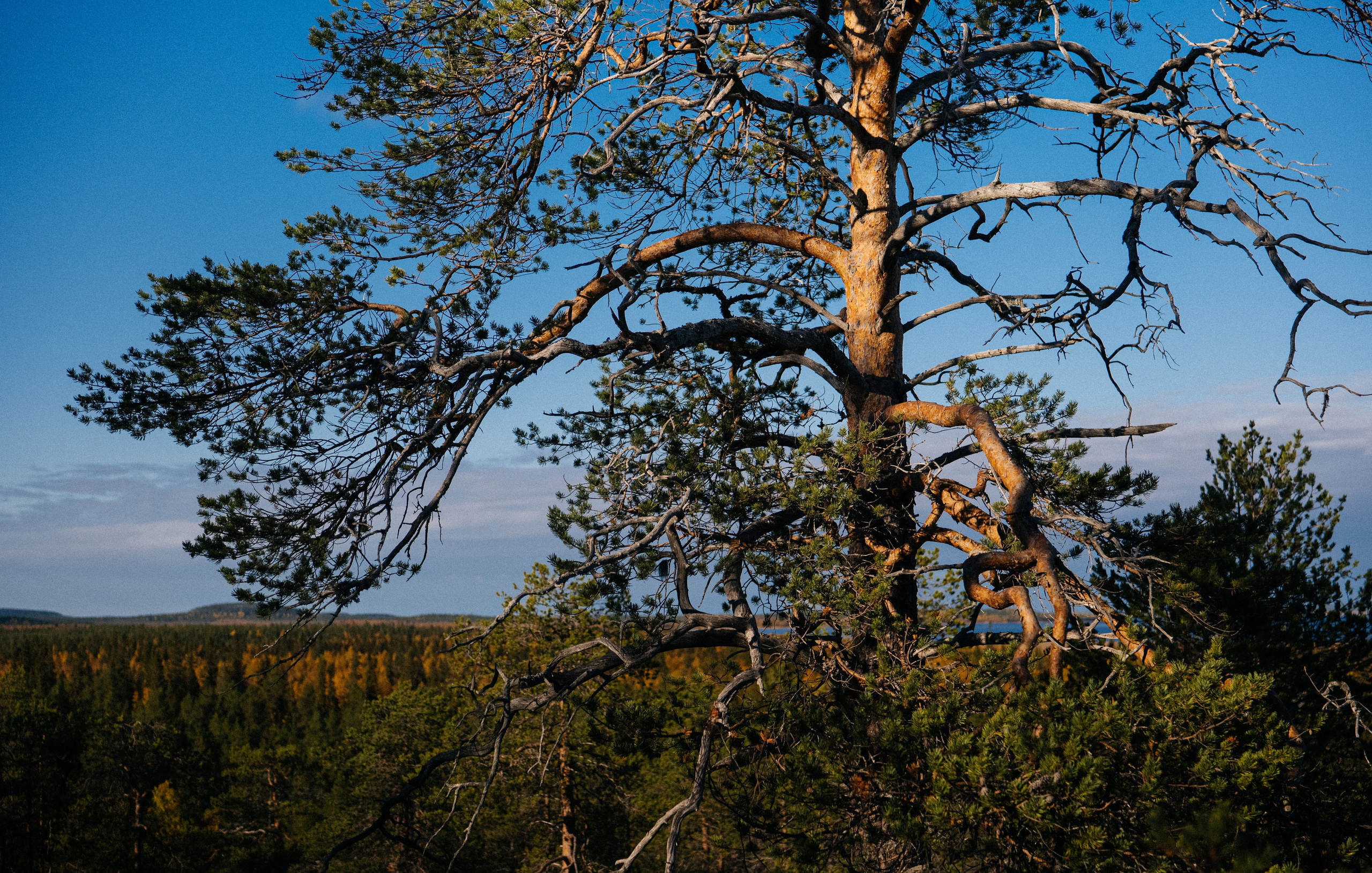 КАРЕЛИЯ / ОСЕНЬ. Создание контента | Фото | Видеосъемка | Александр Ярков