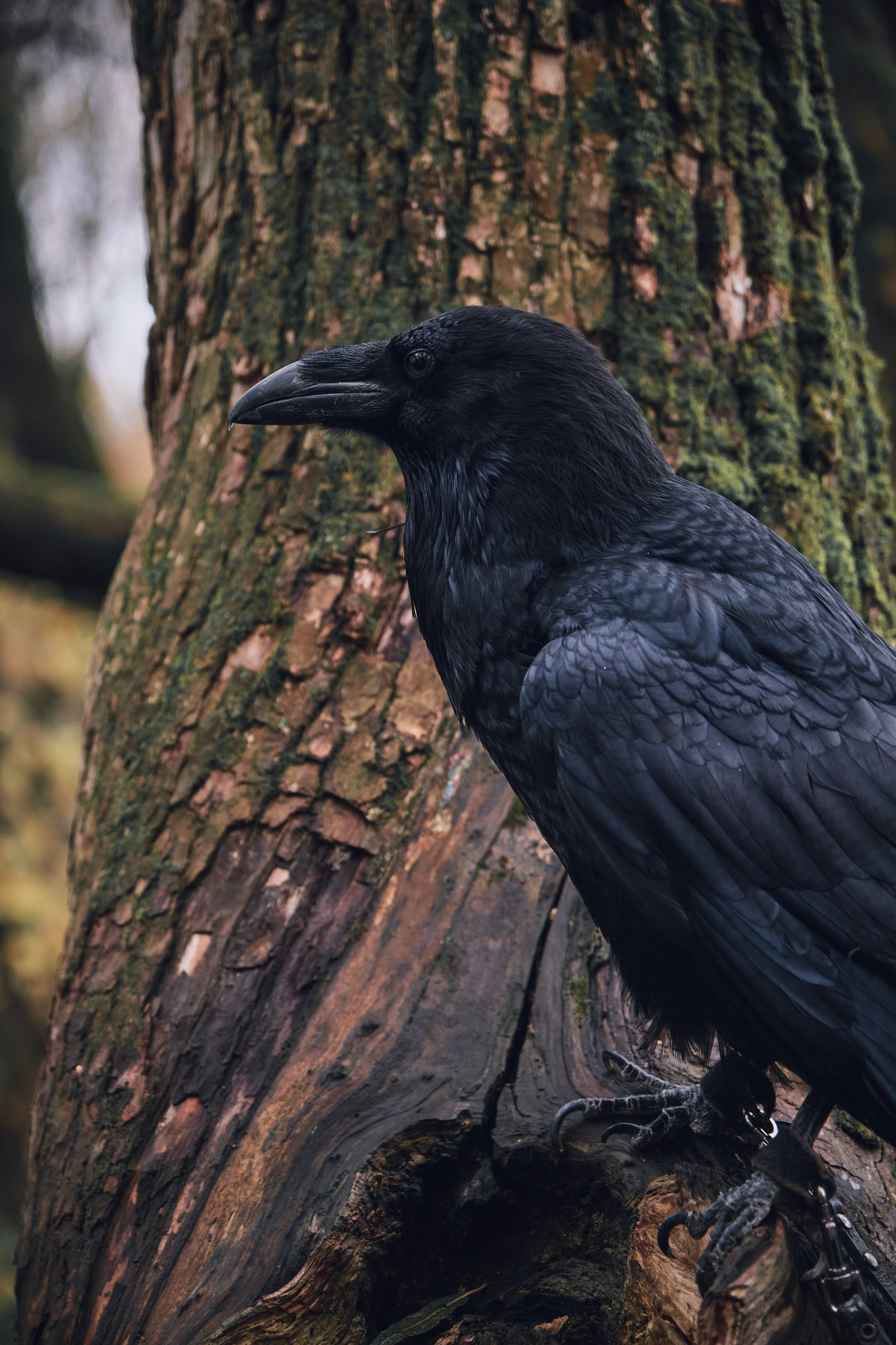 Фотосессия с вороном. Портретный фотограф на новый год в Москве Виктория Колышева
