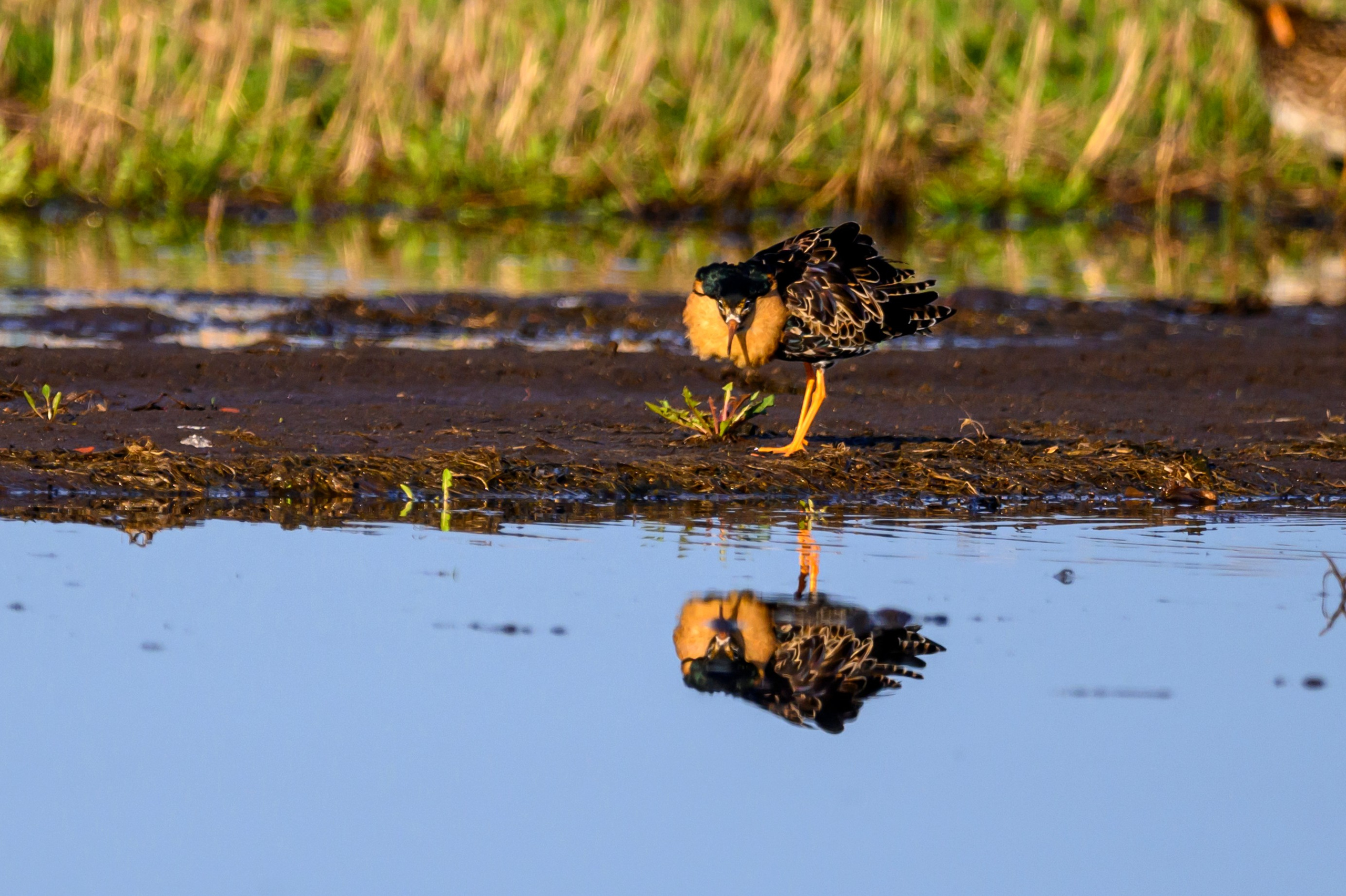 Жабы и журавль. Wildlife photography by Sergey Puponin