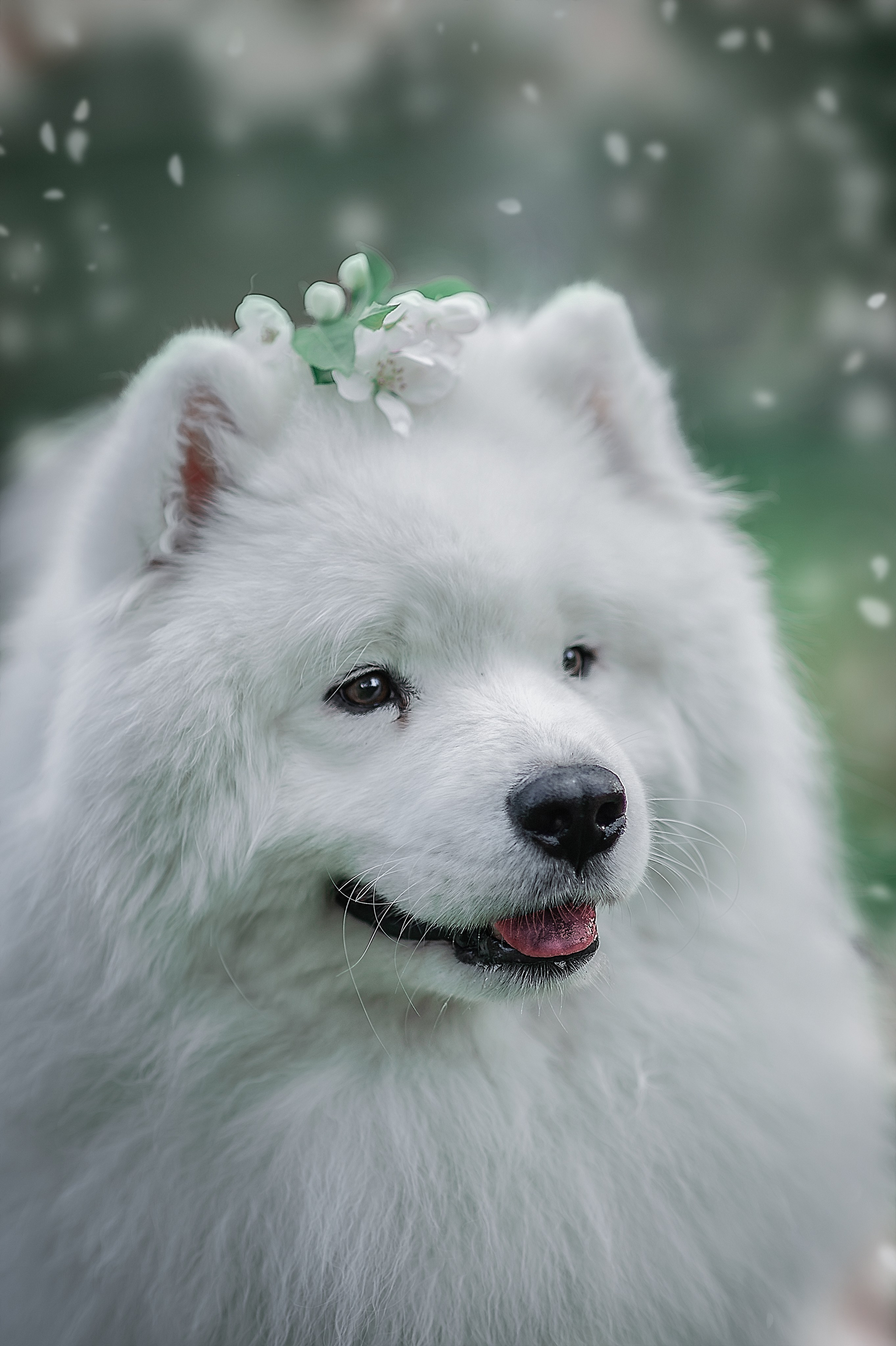 Фотосессия животных в Ижевских, фотограф животных. Детский, семейный фотограф в Ижевске и Москве Аксинья Лысенкова ADEN