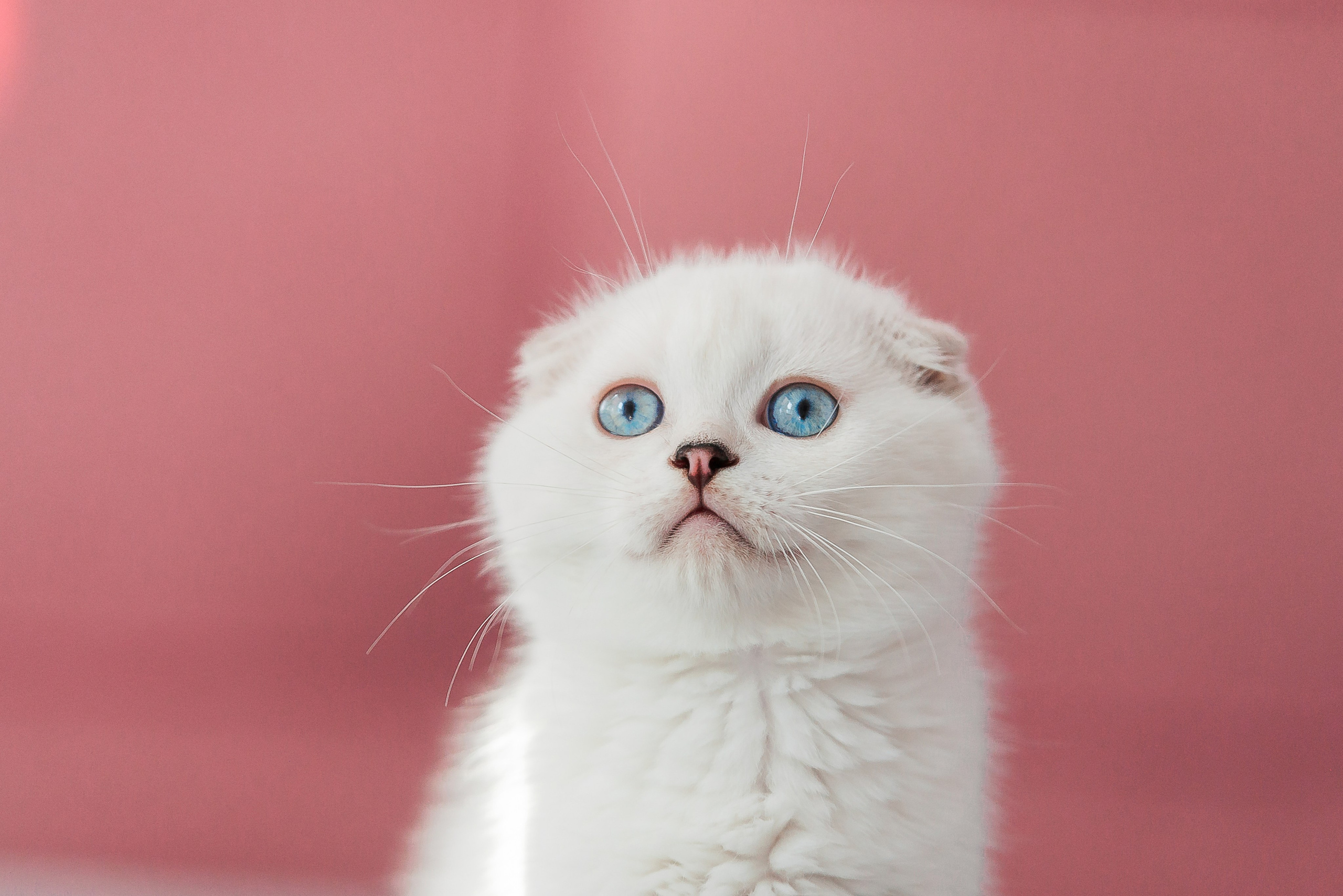 Питомец в кадре. Фотограф-анималист Анастасия Парфенова|Екатеринбург