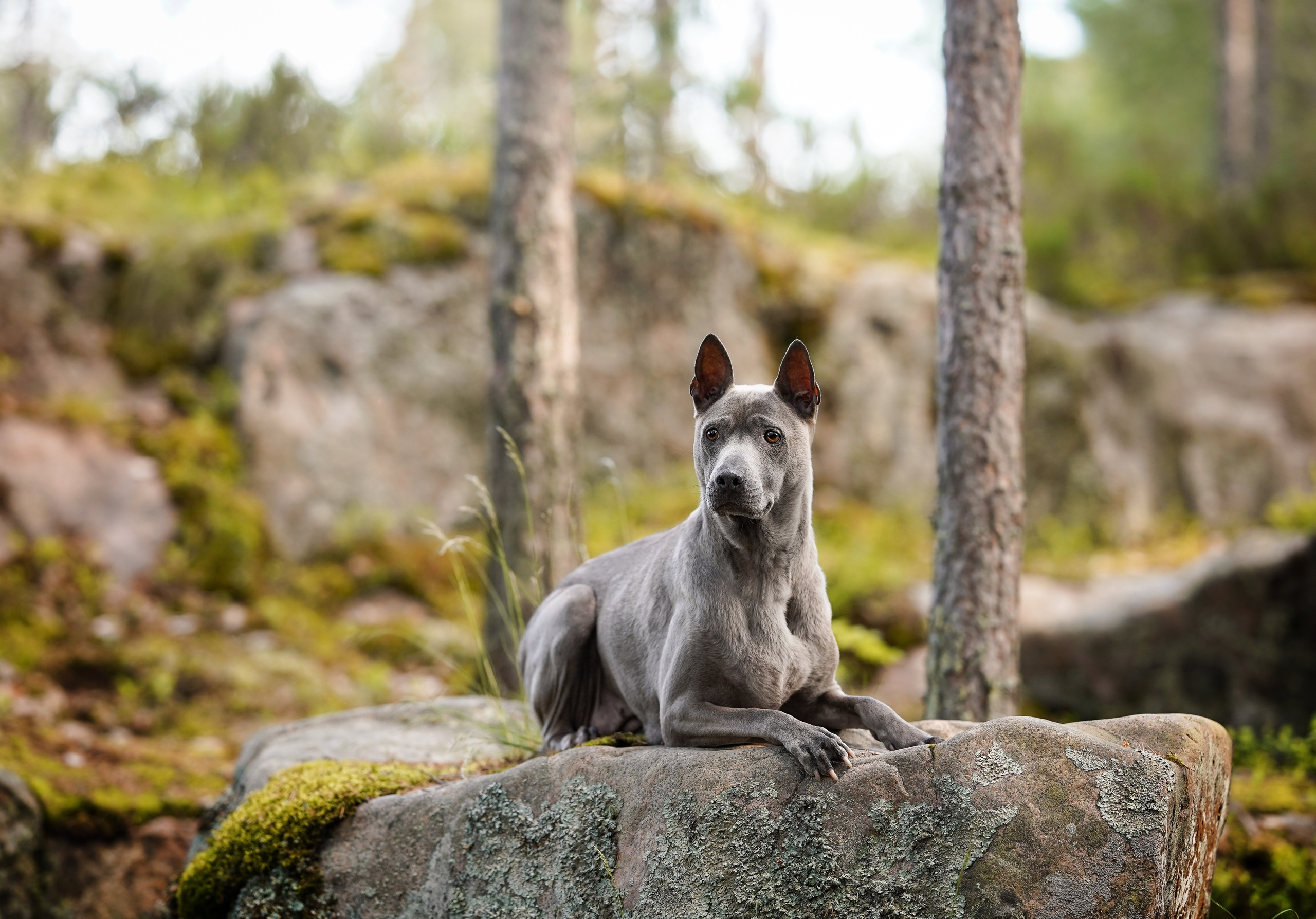 Даша Фифа Гага и Вениамина. Фотограф-анималист в Санкт-Петербурге Яна Мартынова