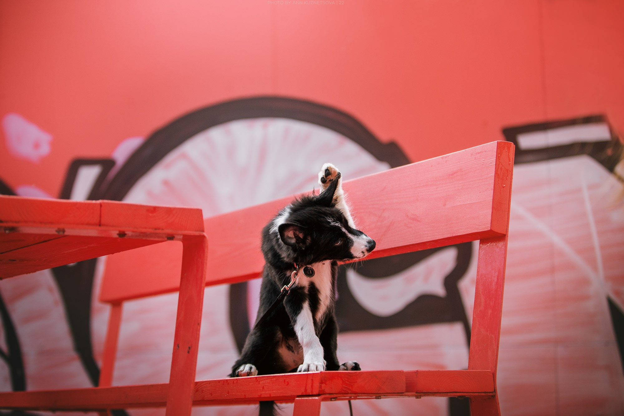 Оди и Юки. Фотограф анималист Кузнецова Анна Нижний Новгород