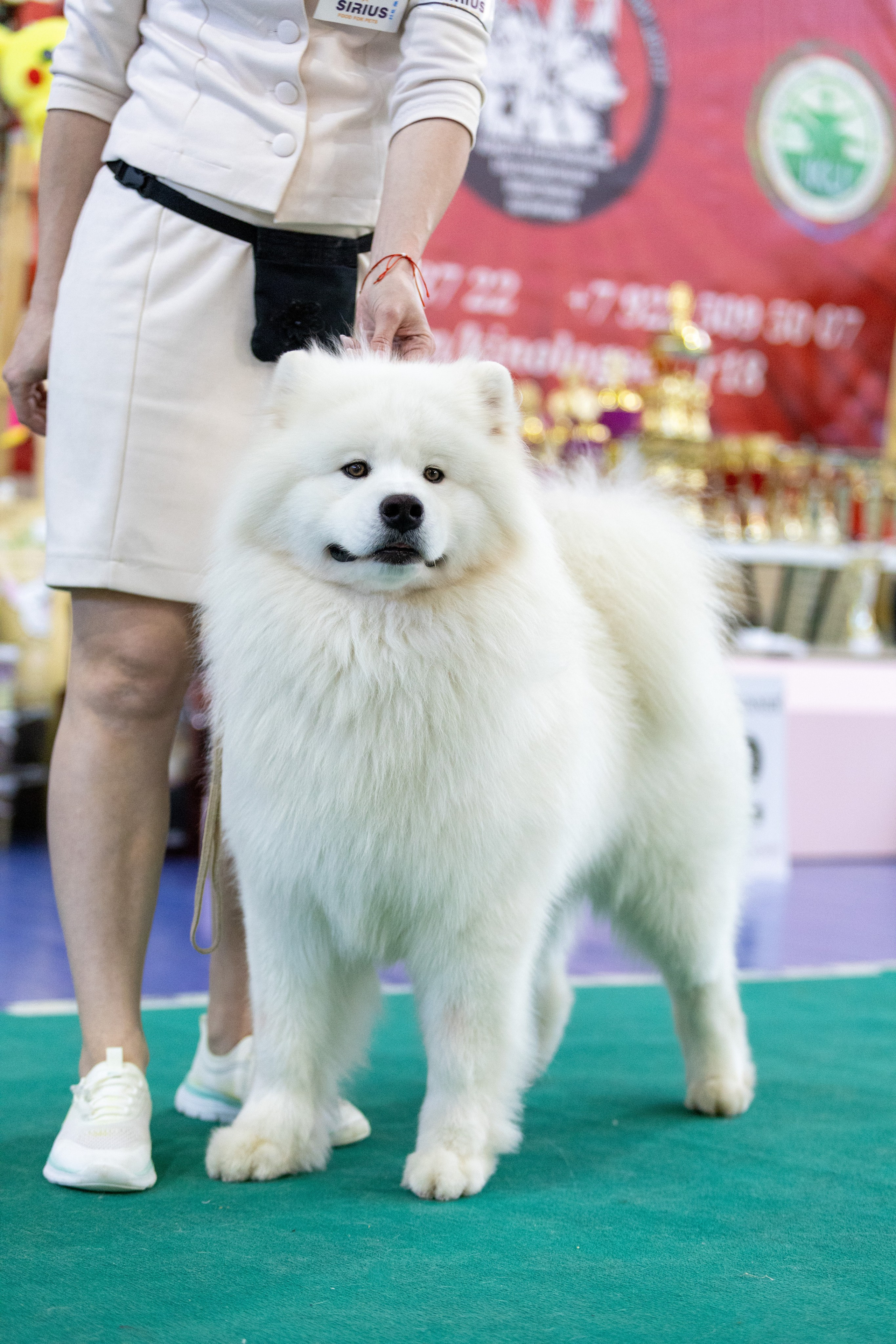 Собаки. Фотограф Яна Матвеева в Ижевске