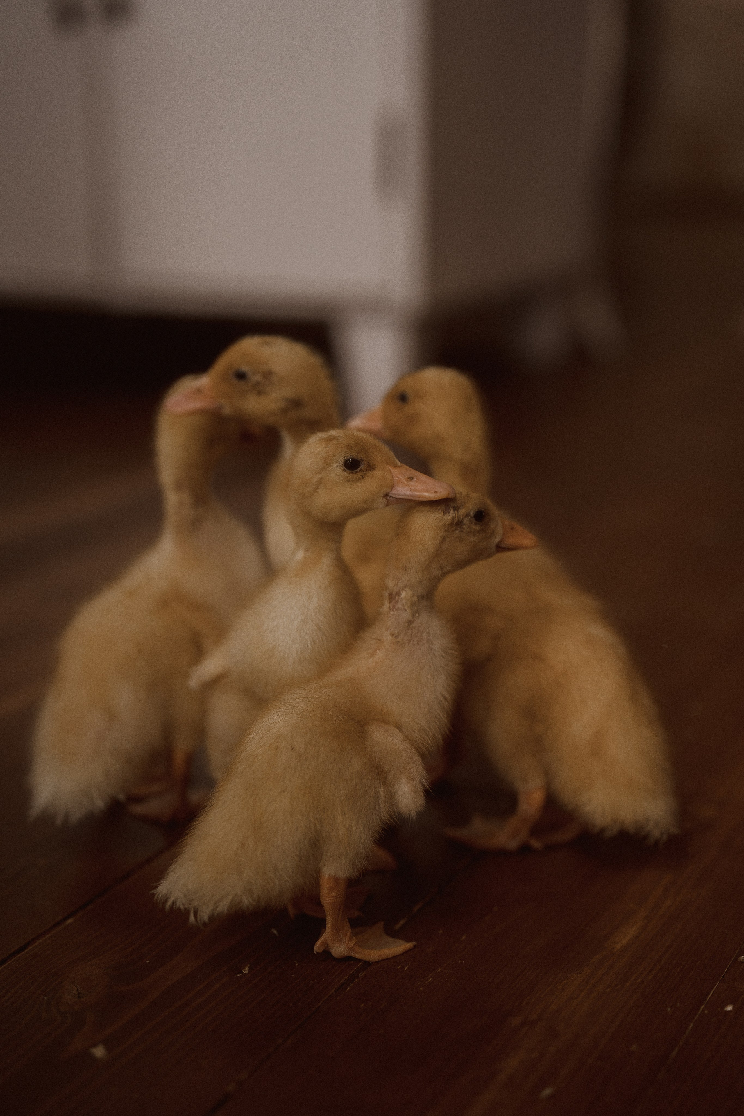 Семейная фотосессия г. Пушкино. Николь, Мия и Александра. Семейный и детский фотограф в Сергиев Посаде, Хотьково Якимчук Любовь