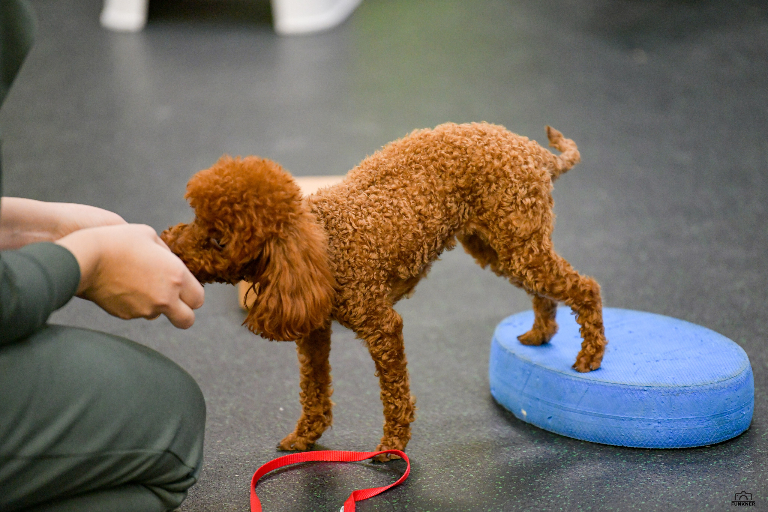 Кинологический клуб «Бодрый хвост». Свой взгляд через объектив