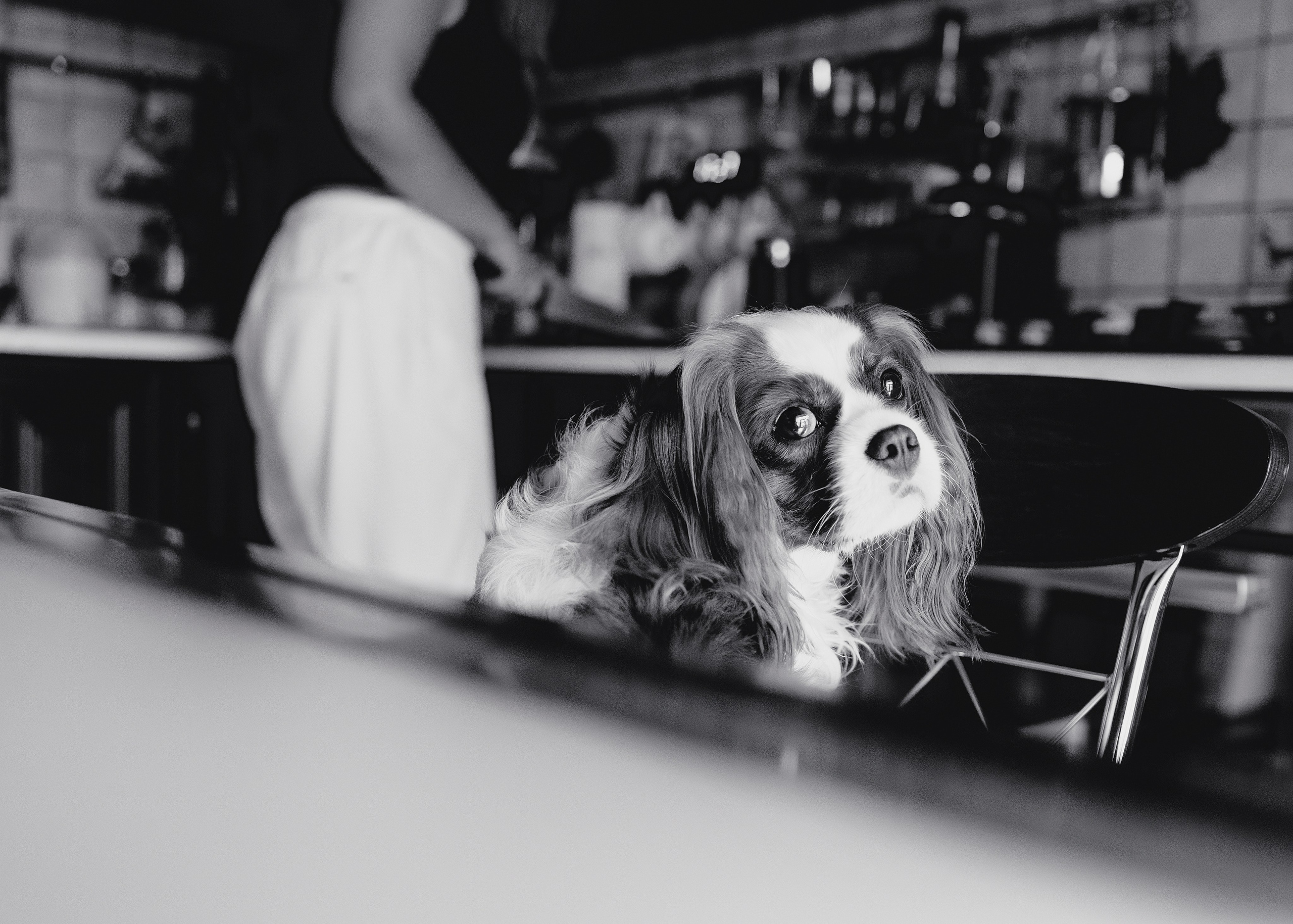 Дольче. Фотограф- анималист Александра Матвеева