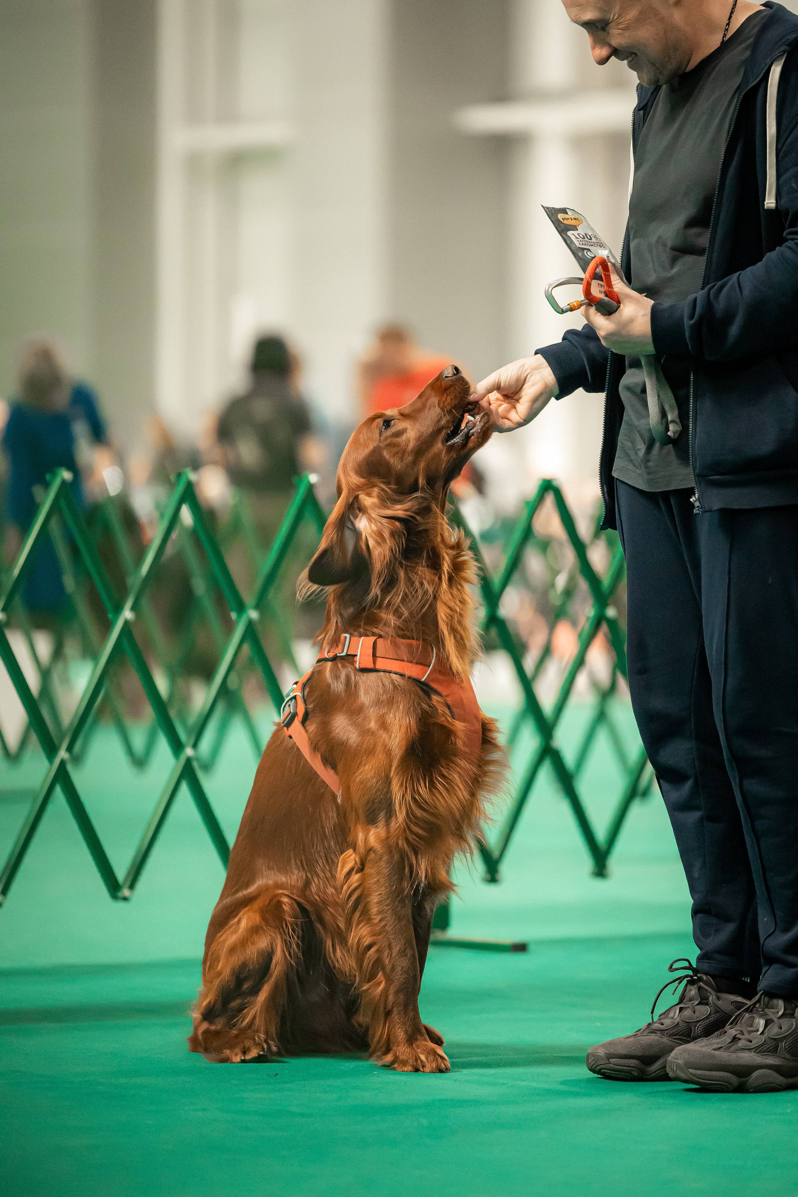 Выставка сеттеров 19.05.24
