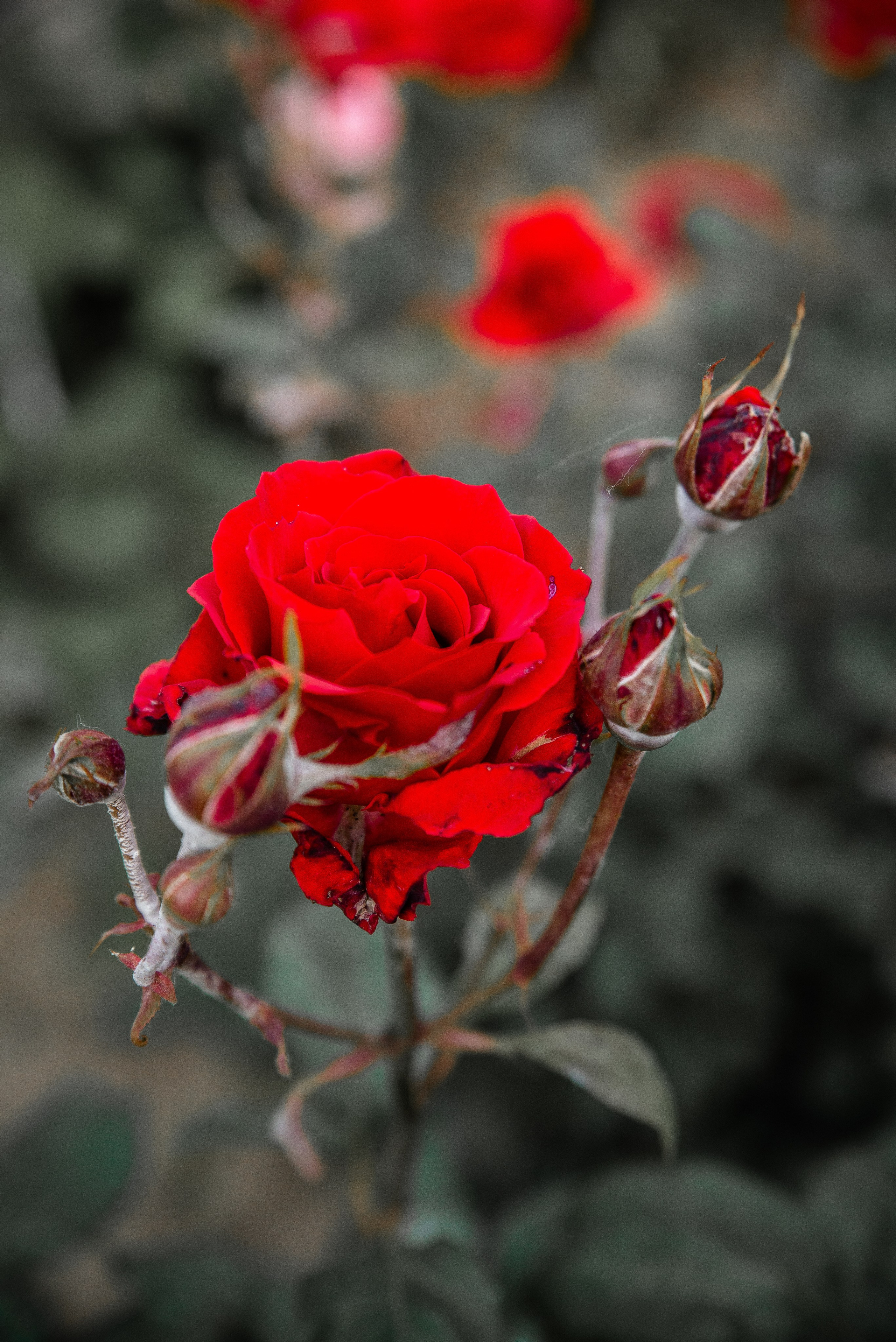 Дагестан. Фотограф Крещение Венчание Москва