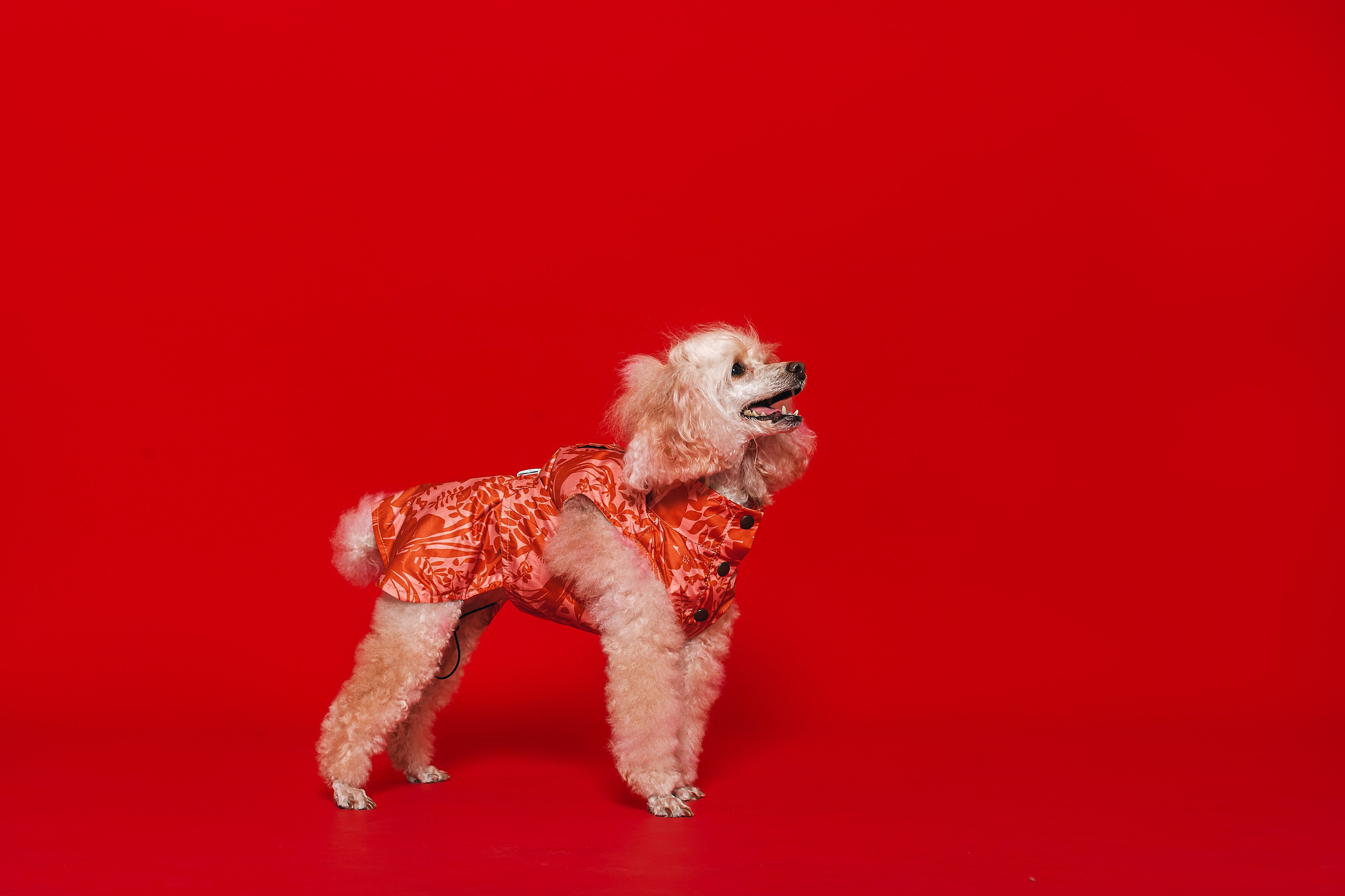 Съемка для бренда TEDDYBOY. Фотограф-анималист Татьяна Степанова