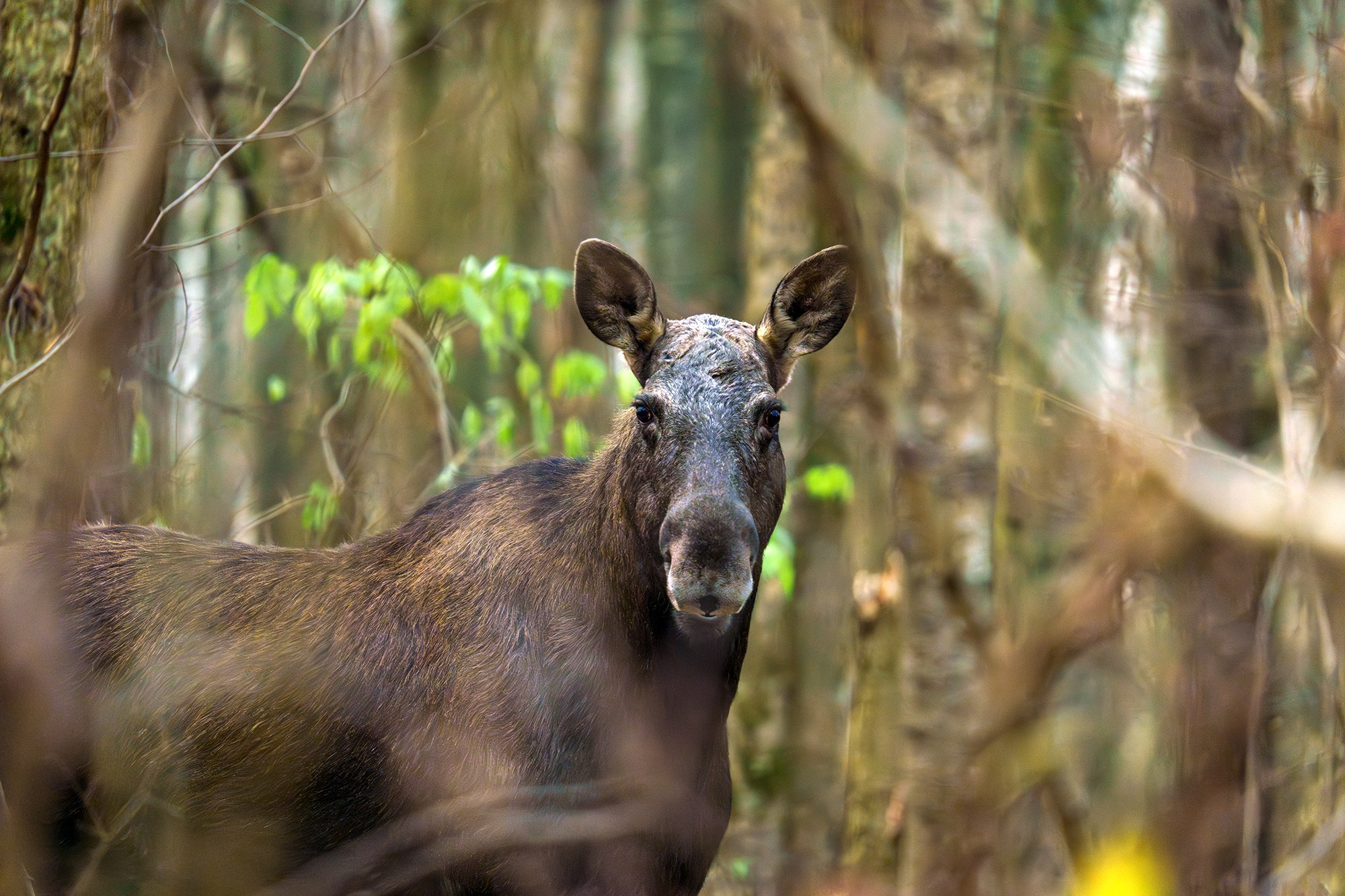 Животные. Ваш личный фотограф Марина Волкова