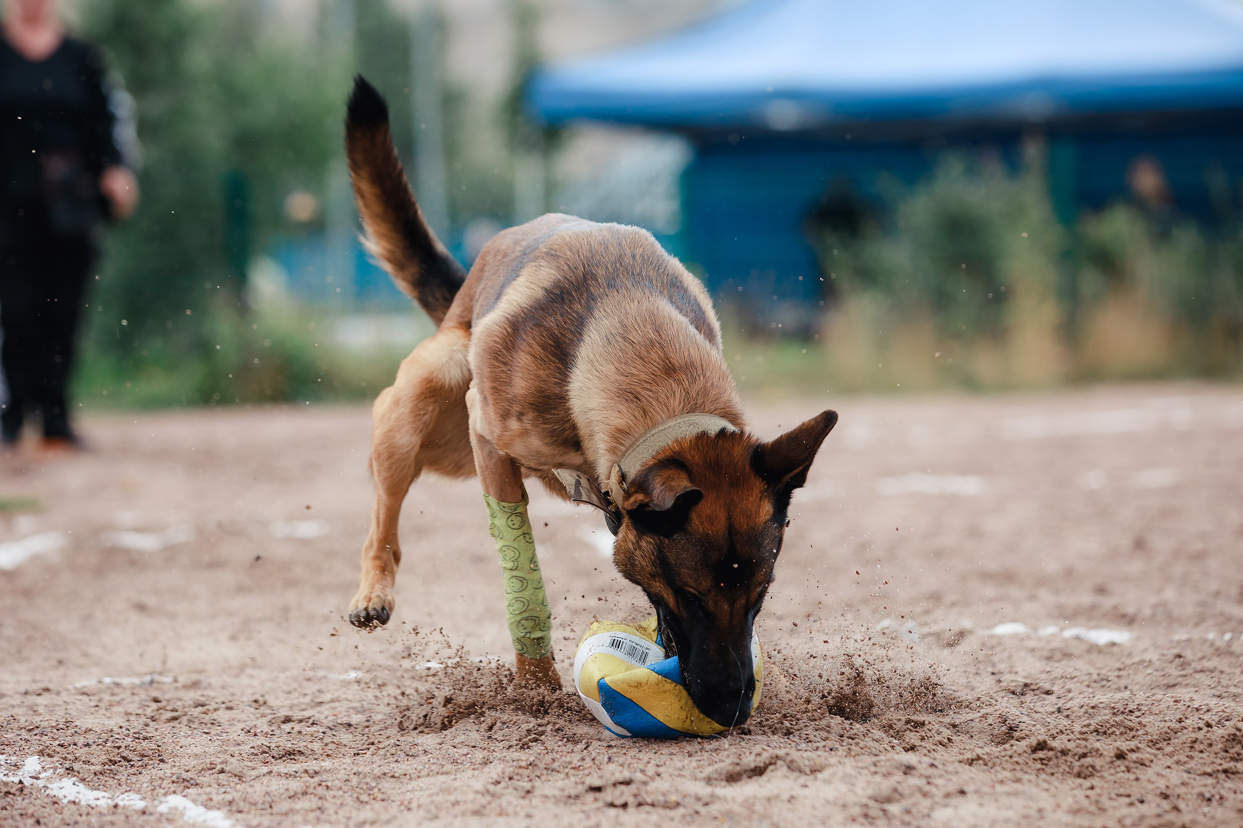 Питч&Гоу + веселые старты. Фотограф-анималист Mary Mart — Москва, Питер