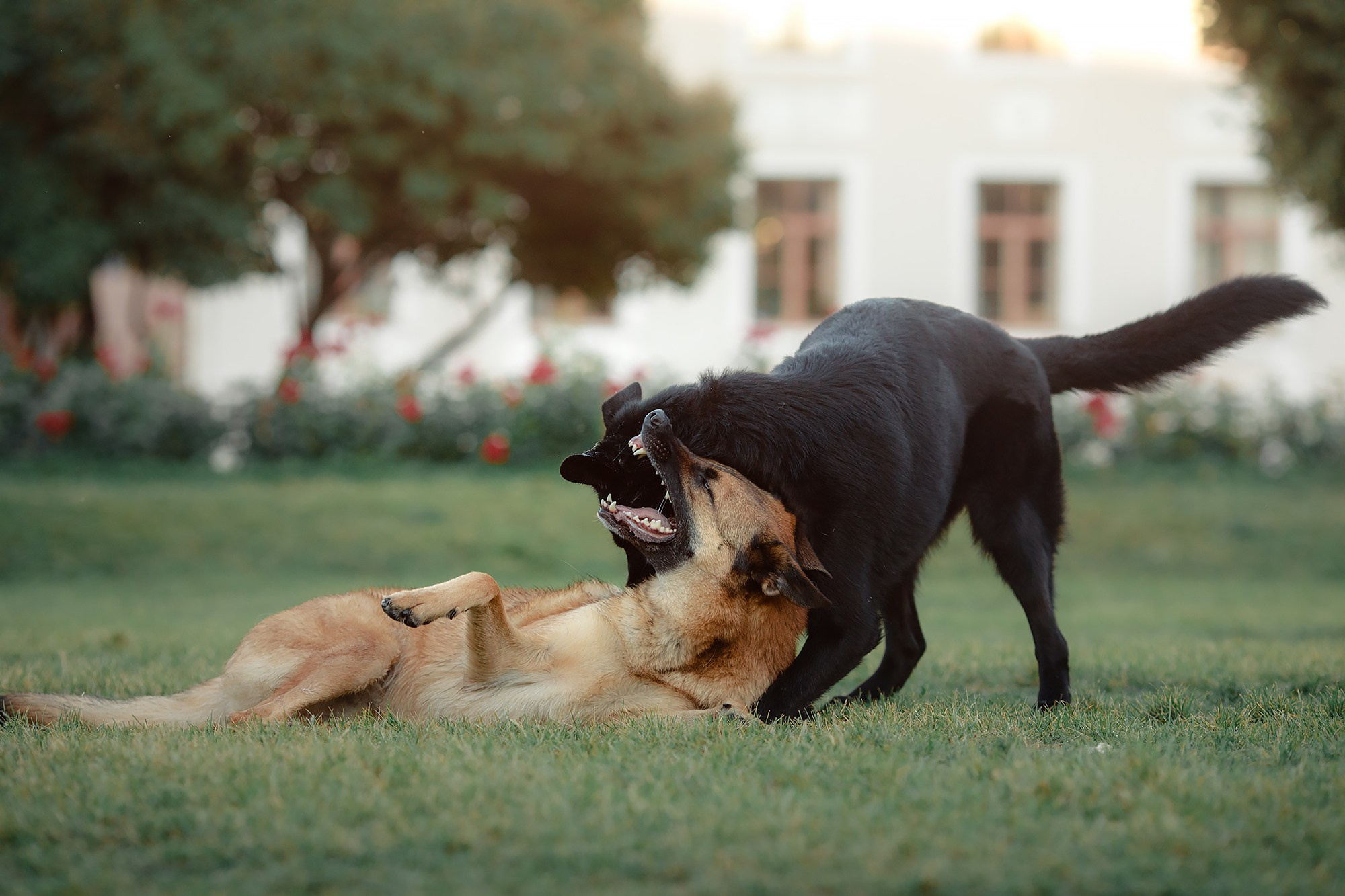 Алена, Кай и Мара. Фотограф-анималист Mary Mart — Москва, Питер