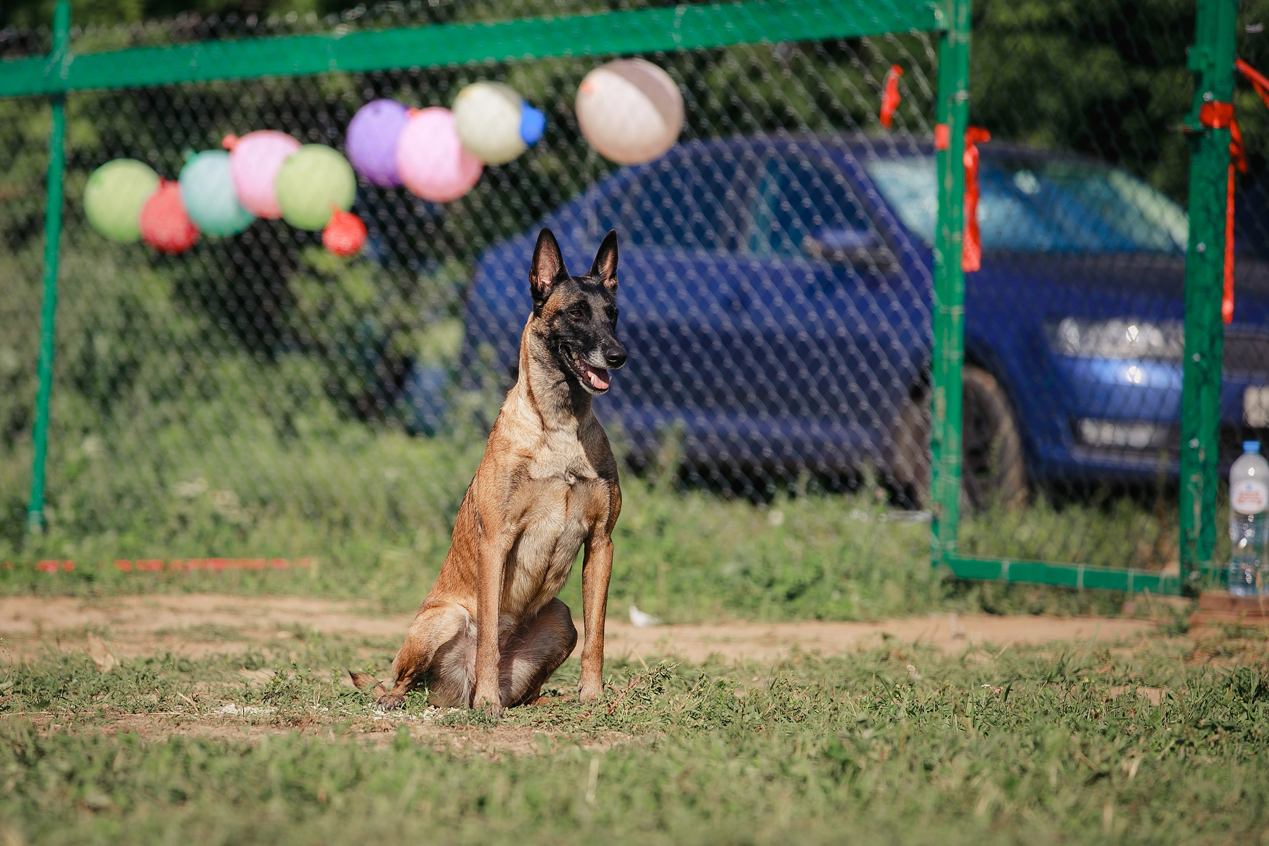 Мондьоринг М1, М2, М3, Вологда. Фотограф-анималист Mary Mart — Москва, Питер