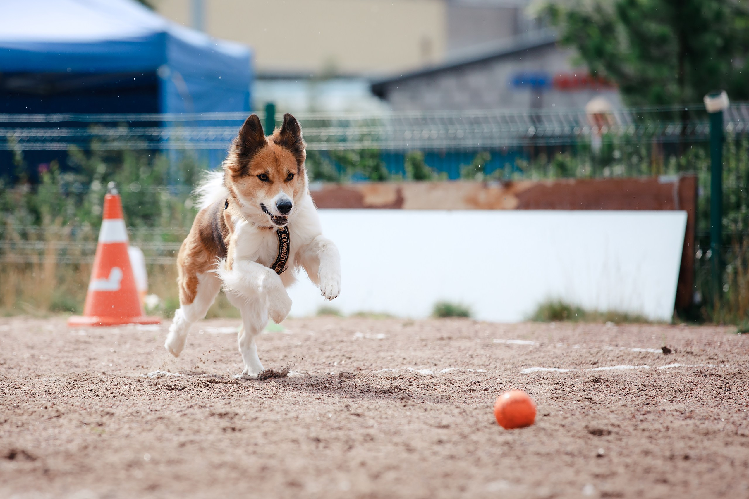 Питч&Гоу + веселые старты. Фотограф-анималист Mary Mart — Москва, Питер