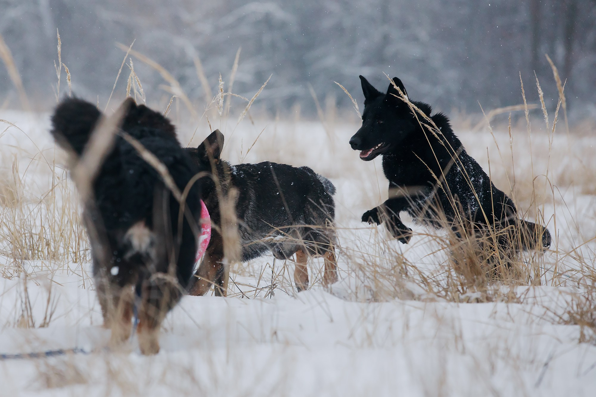 Зимние портреты. Фотограф-анималист Mary Mart — Москва, Питер