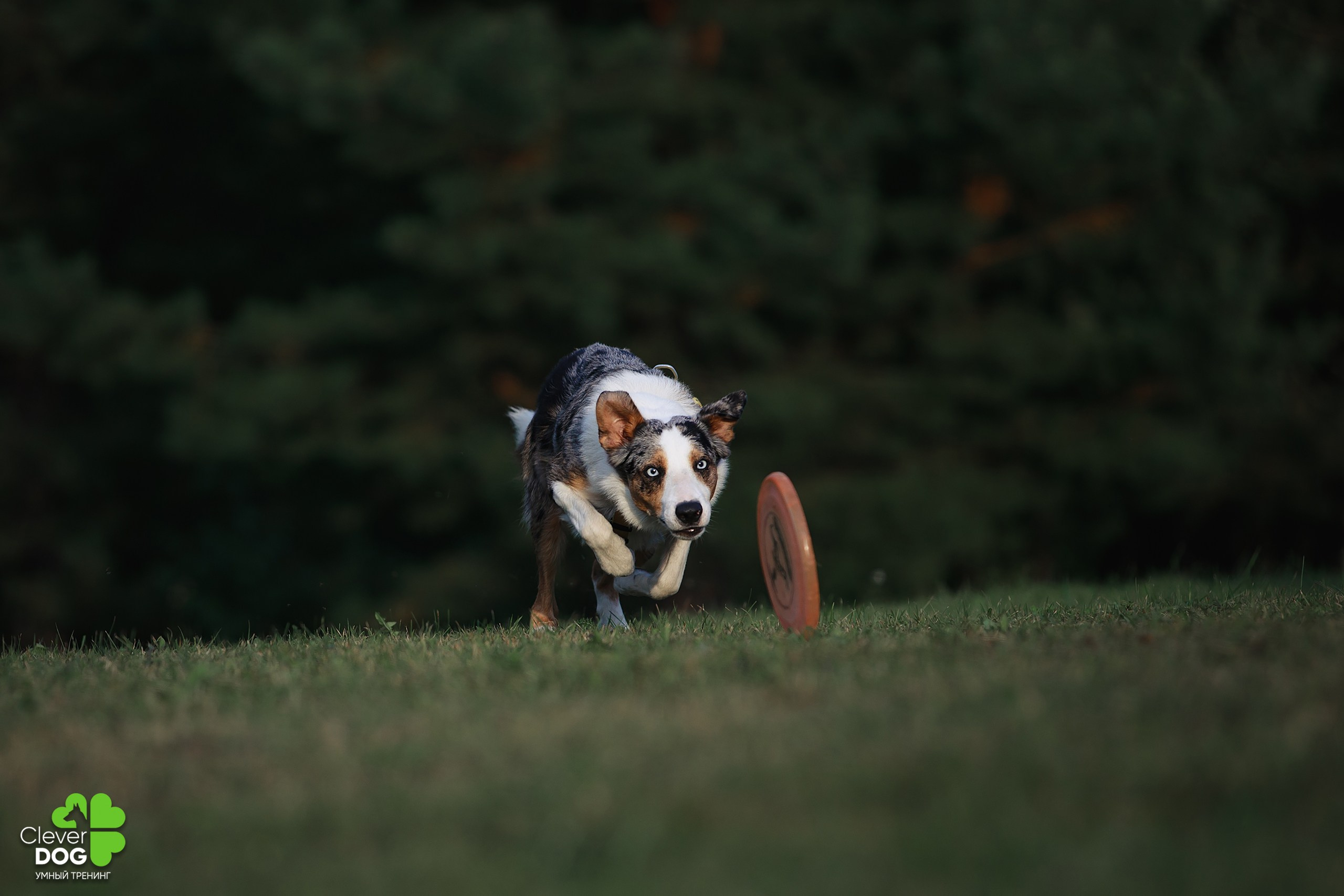 Кинологический лагерь CleverDog, 2024. Фотограф-анималист Mary Mart — Москва, Питер