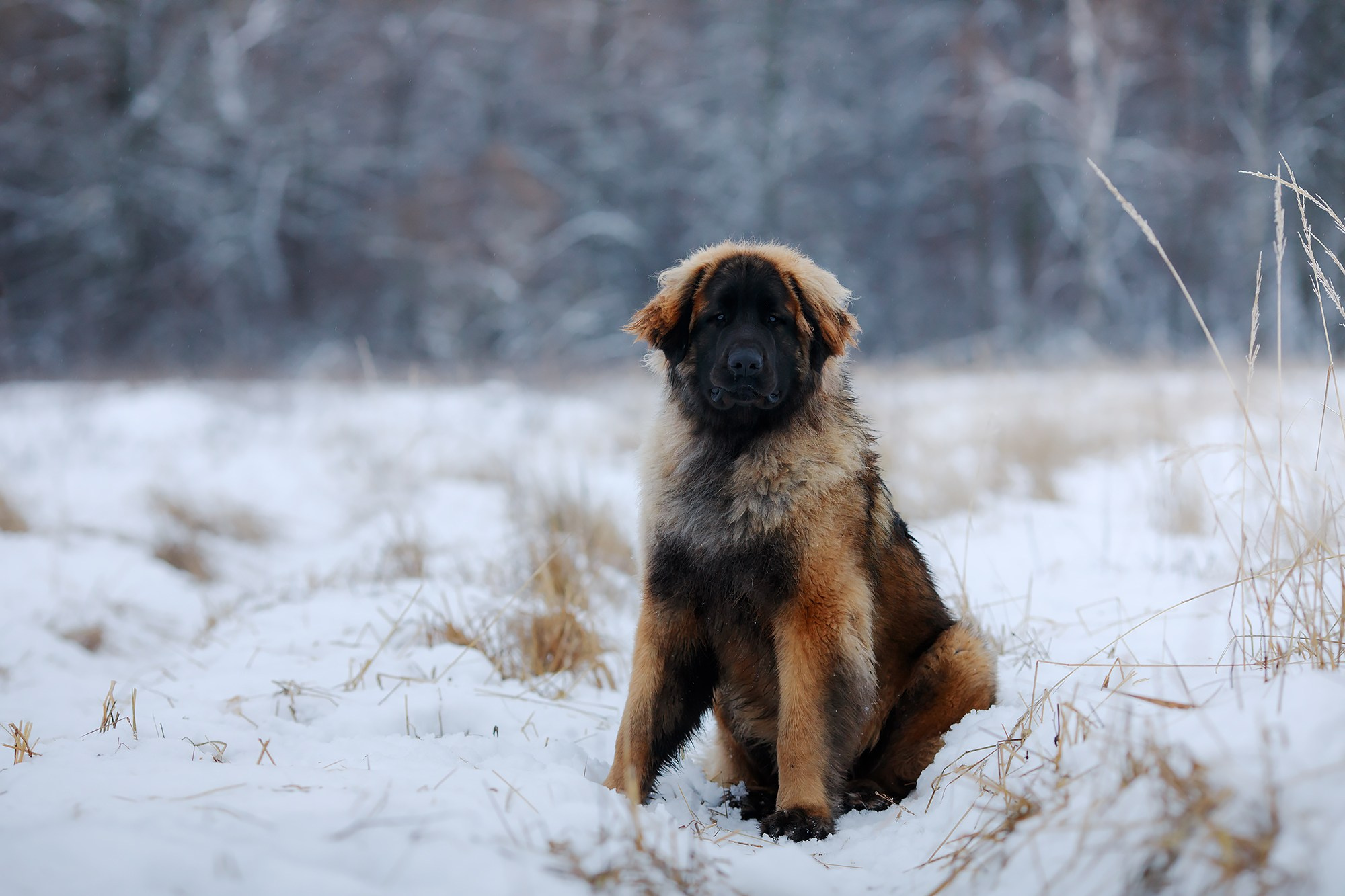 Леоненбергеры. Фотограф-анималист Mary Mart — Москва, Питер