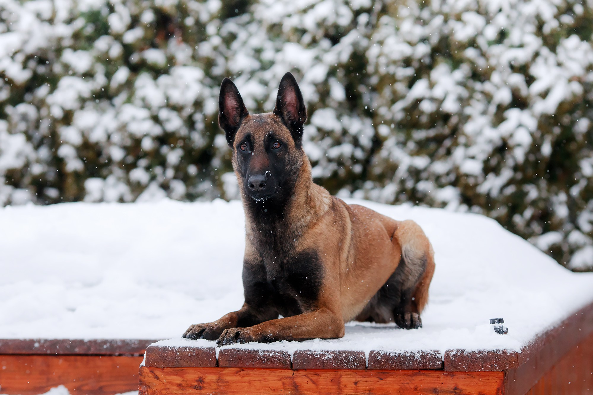 Зимние портреты. Фотограф-анималист Mary Mart — Москва, Питер