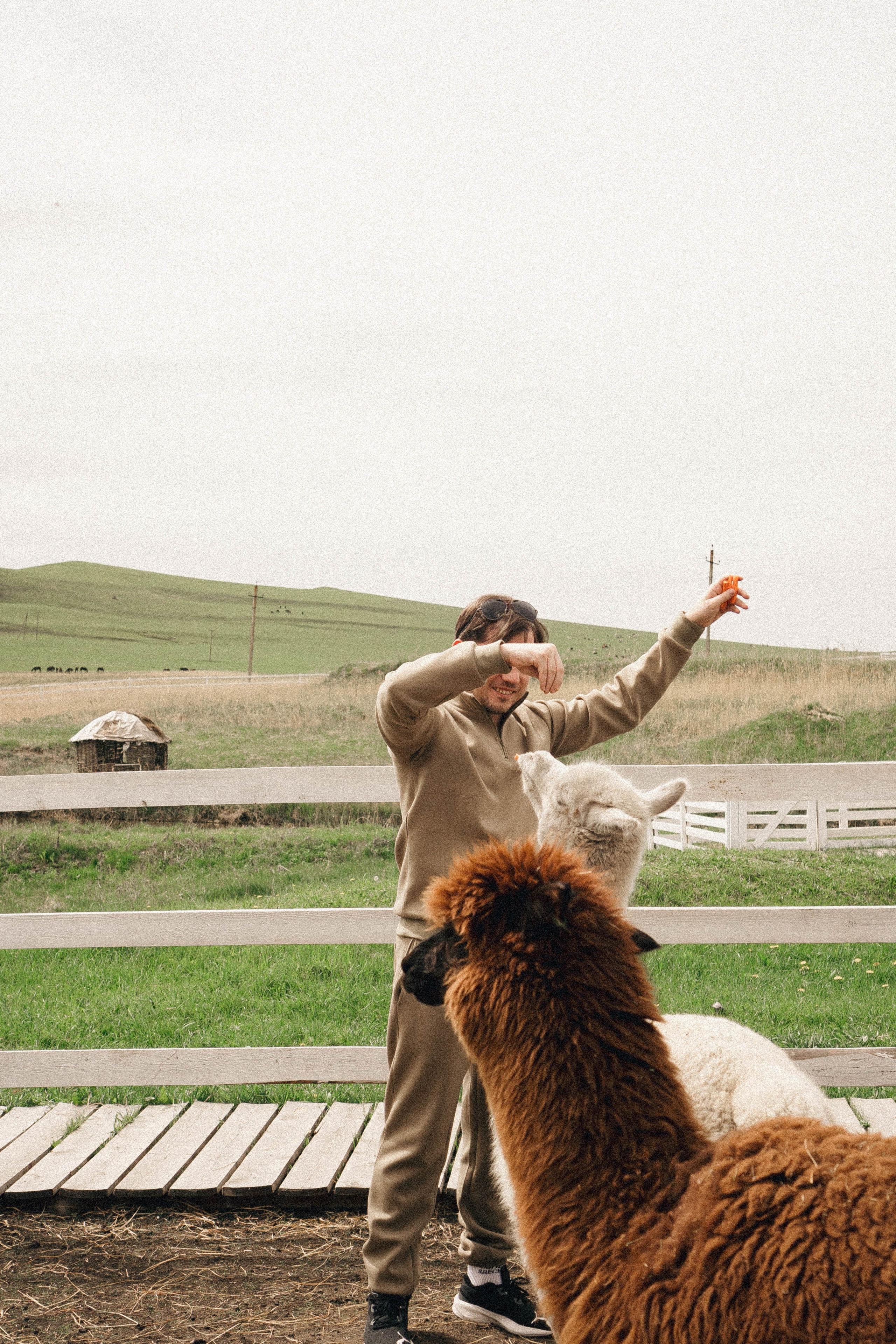 Ферма Альпак. Профессиональный фотограф, Санкт-Петербург — Виктория Богомолова