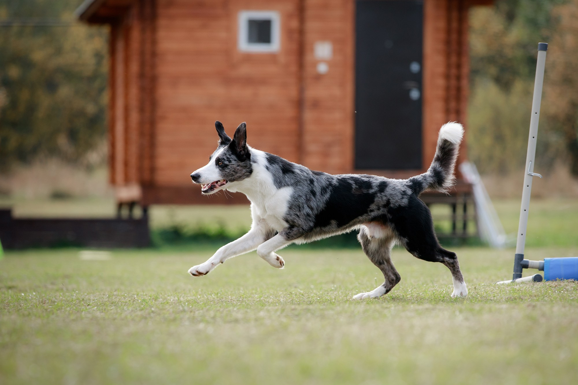 Лагерь по ОБД с Инной Баженовой. Фотограф-анималист Mary Mart — Москва, Питер