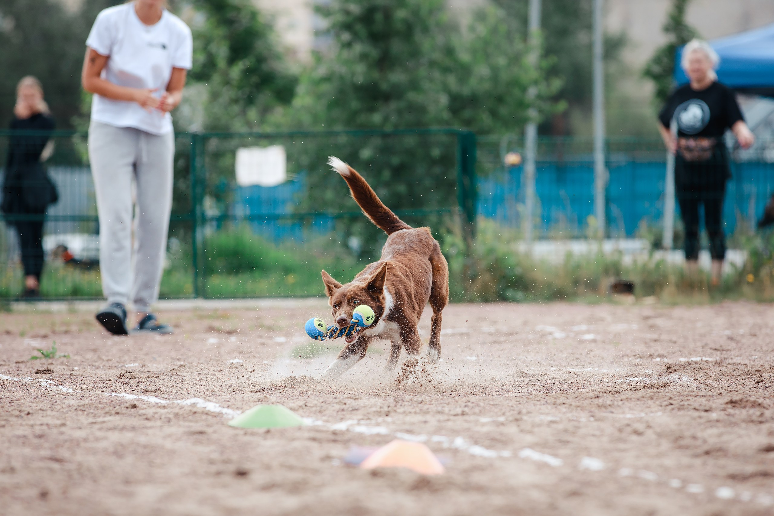 Питч&Гоу + веселые старты. Фотограф-анималист Mary Mart — Москва, Питер