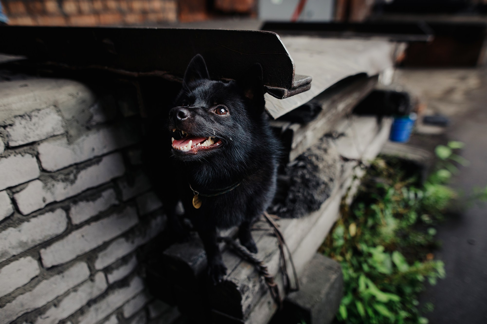 Саша, Маша и шипперке Йети. Фотограф-анималист Mary Mart — Москва, Питер