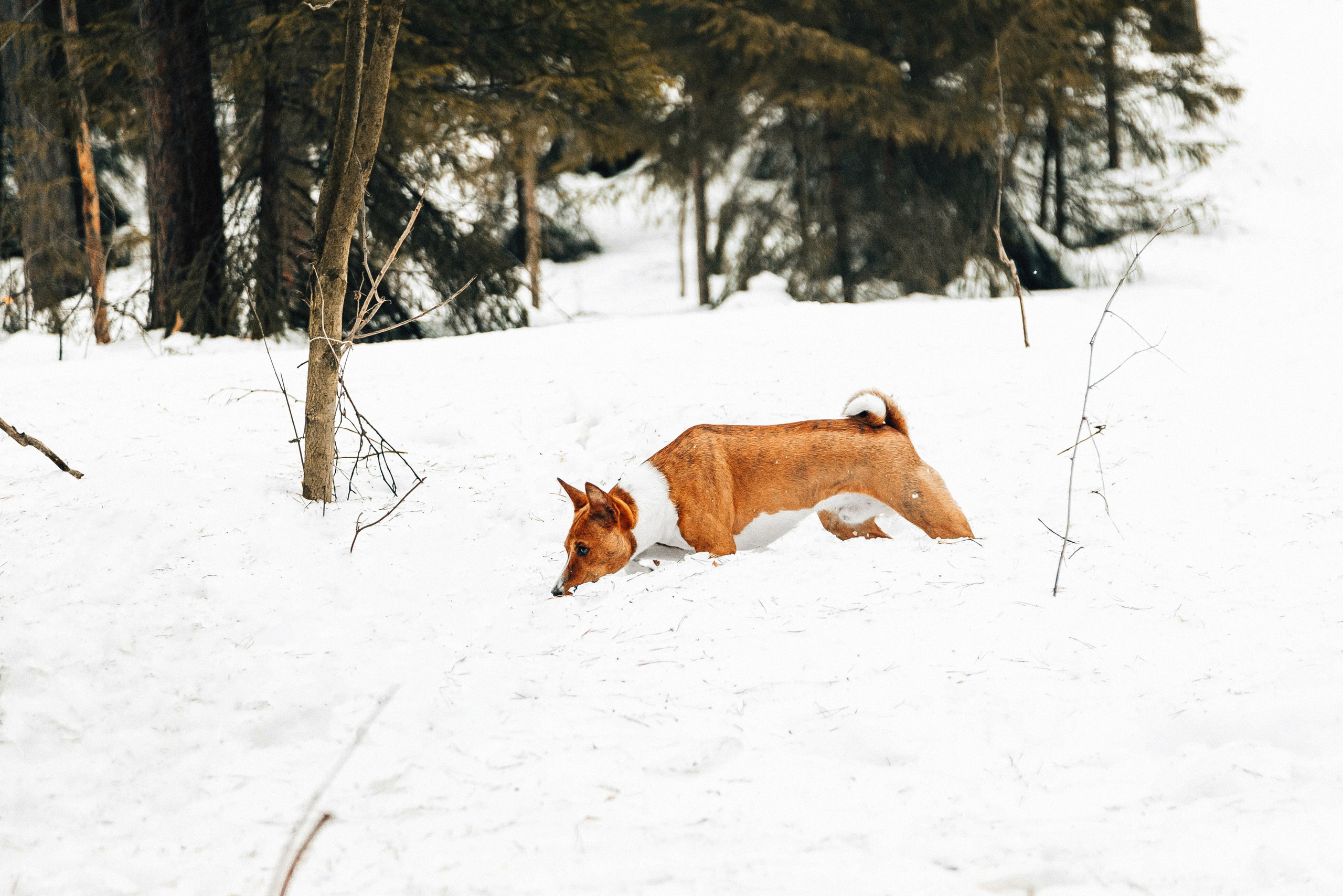 Басенджи Мэнни. Htykk_photo