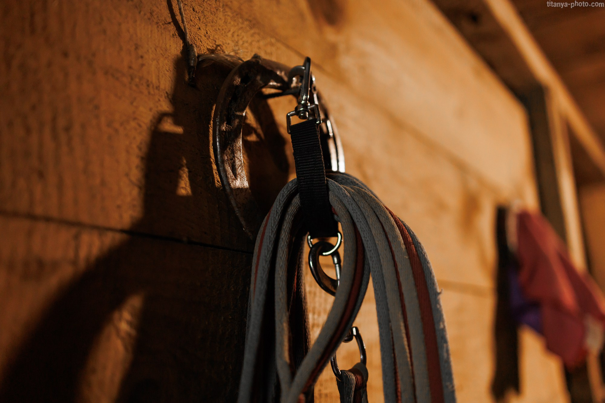 Анастасия и Инжир. Фотограф собак, фотограф-анималист Аня Титова (Titanya). Москва